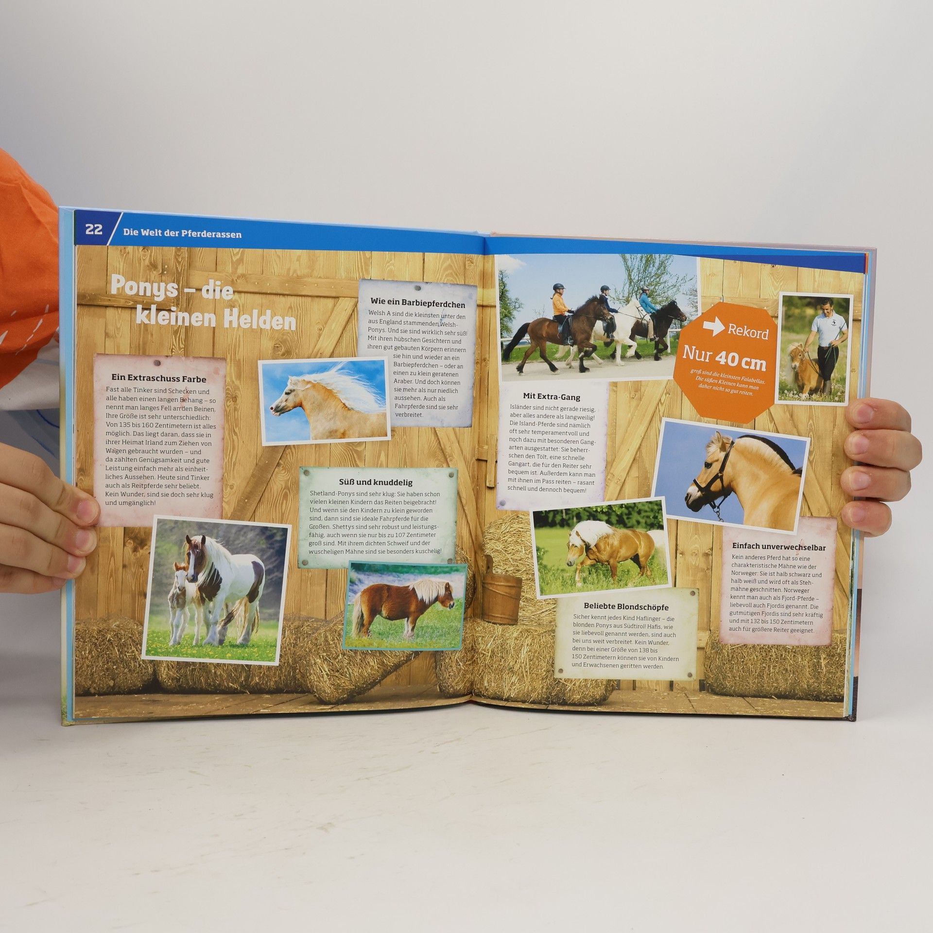 Silke Behling Pferde. Von frechen Fohlen und wilden Mustangs.