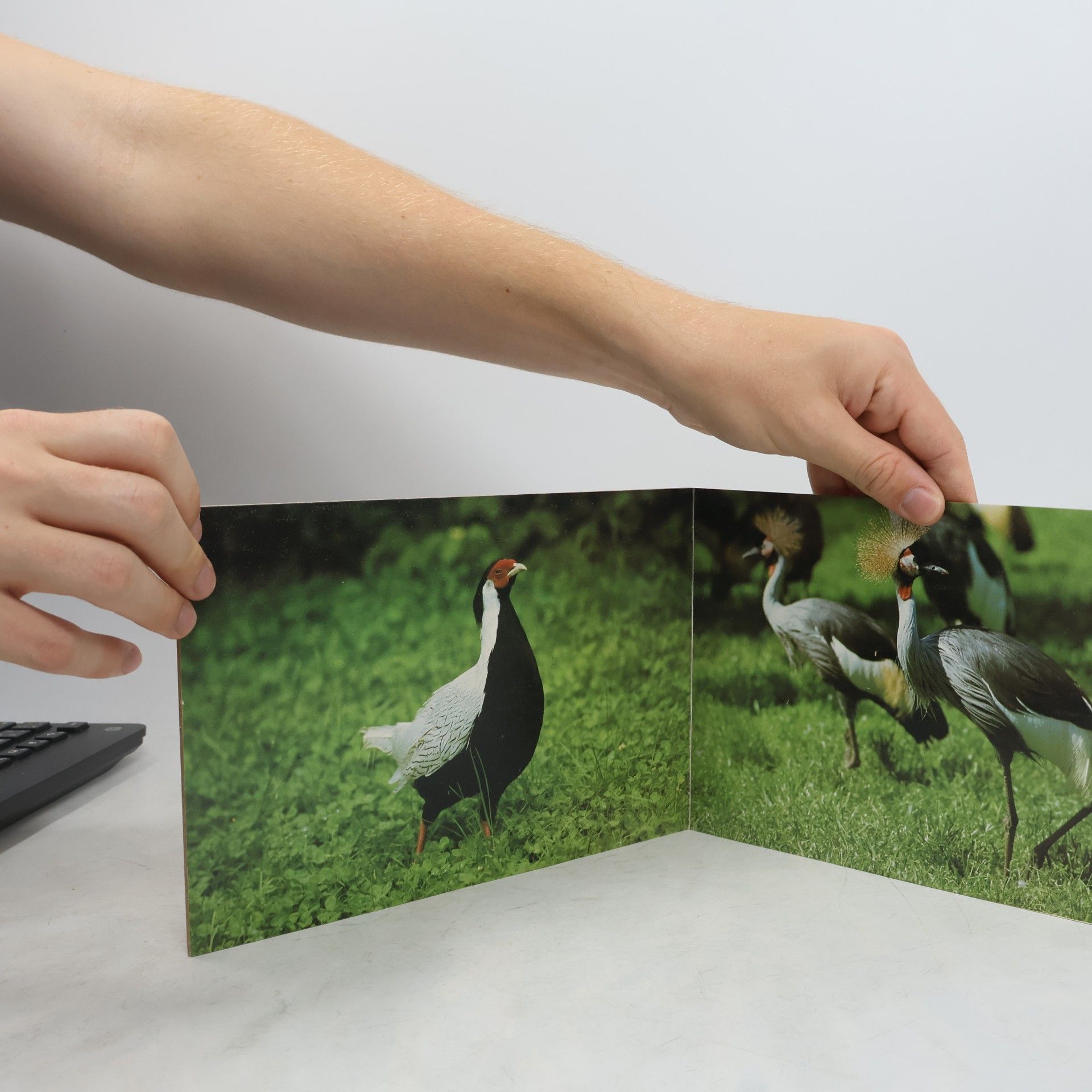 Autorenkollektiv Vtáky v ZOO - Ptáci v ZOO