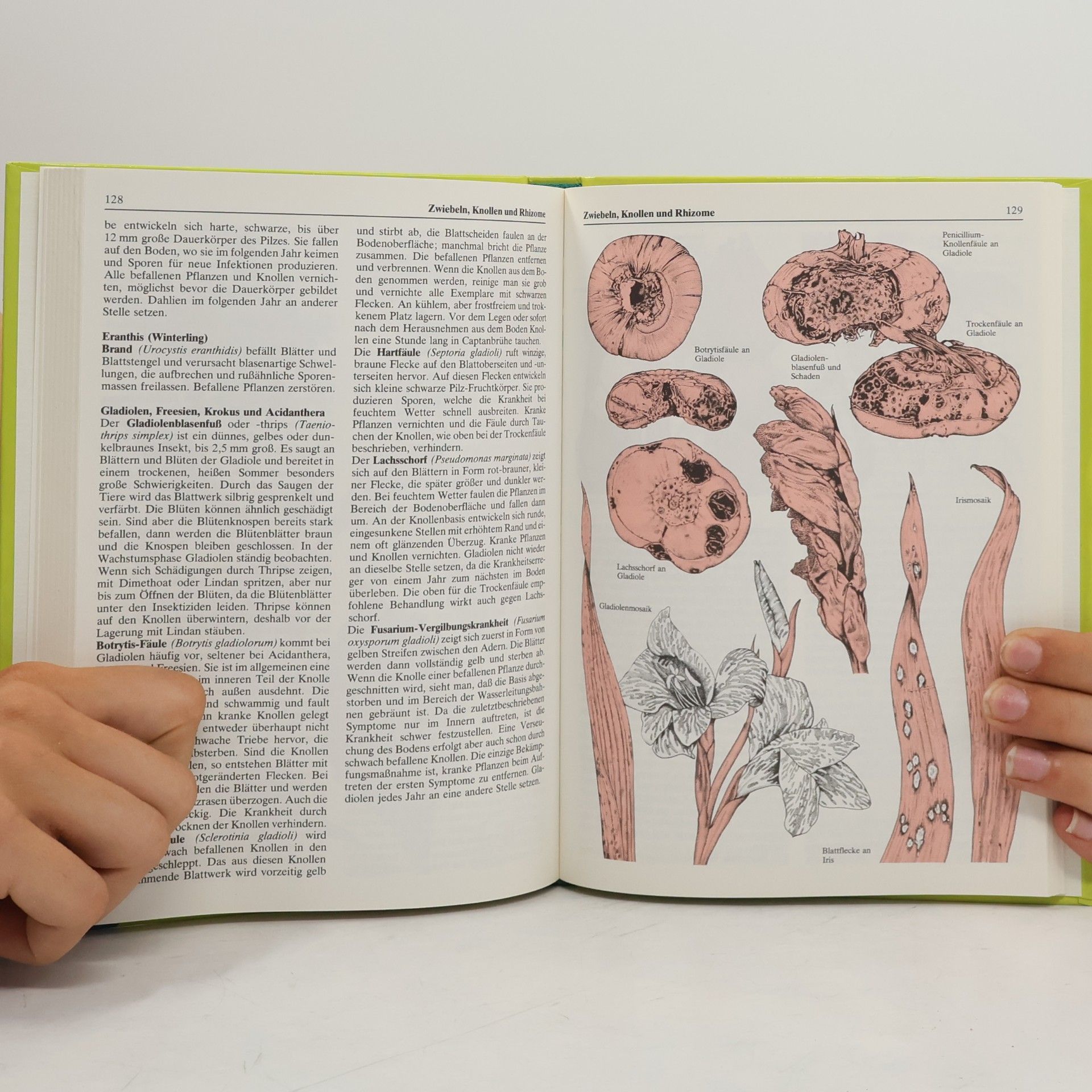 Audrey Brooks Gartendoktor
