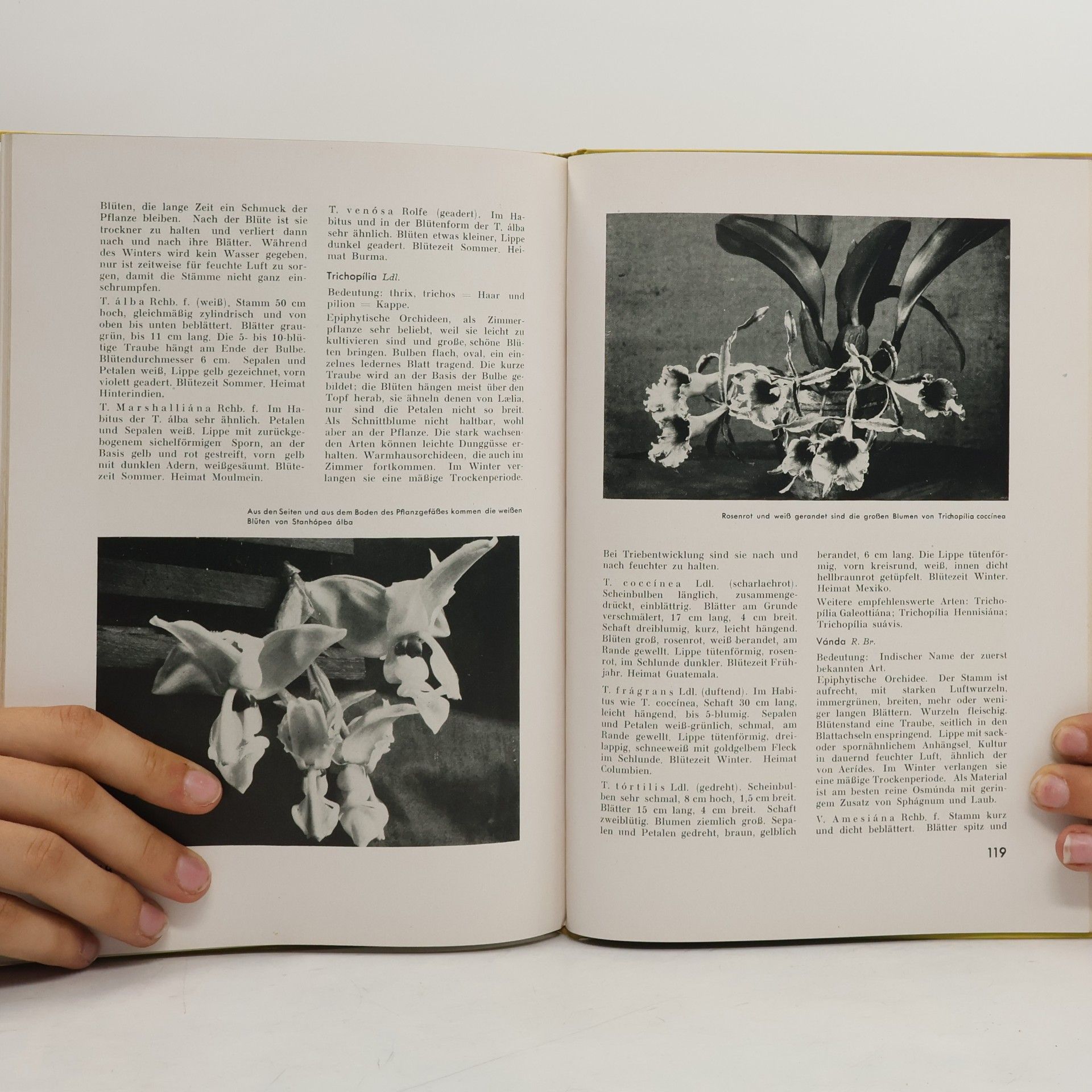 Woldemar Nicolai Orchideen und ihre Kultur im Zimmer und Gewächshaus