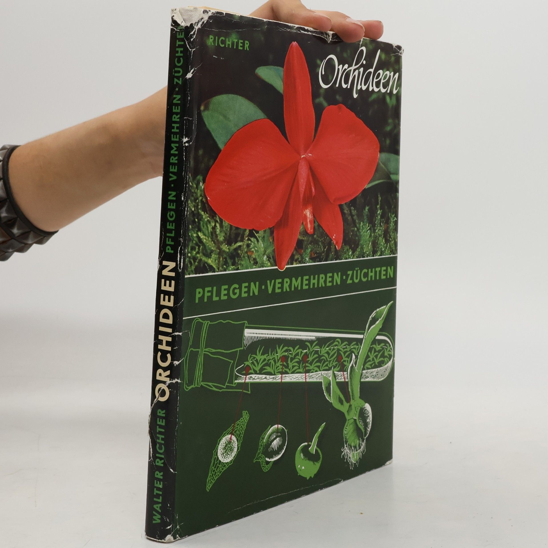Walter Richter Orchiden - Pelegen, Vermehren, Züchtein