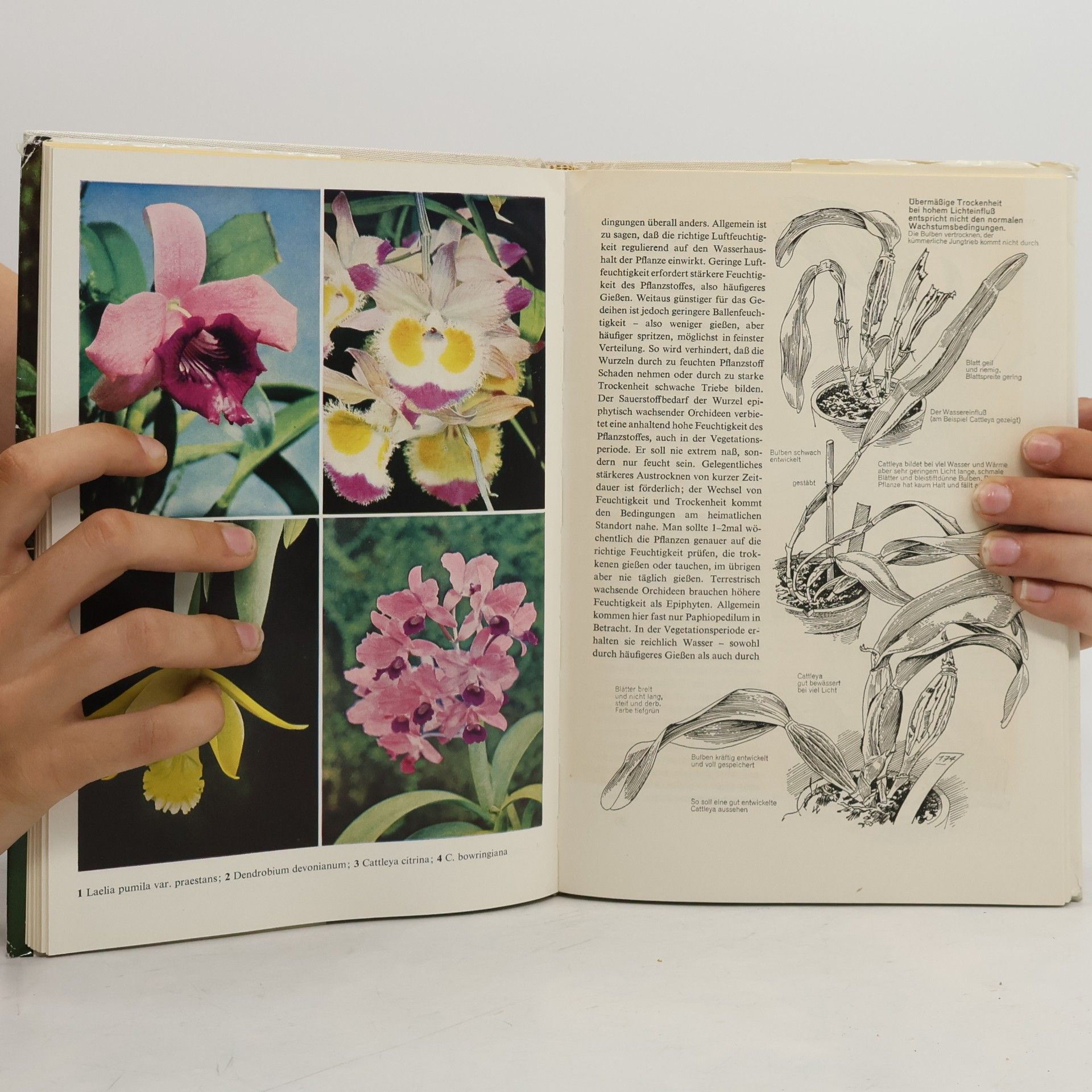 Walter Richter Orchiden - Pelegen, Vermehren, Züchtein