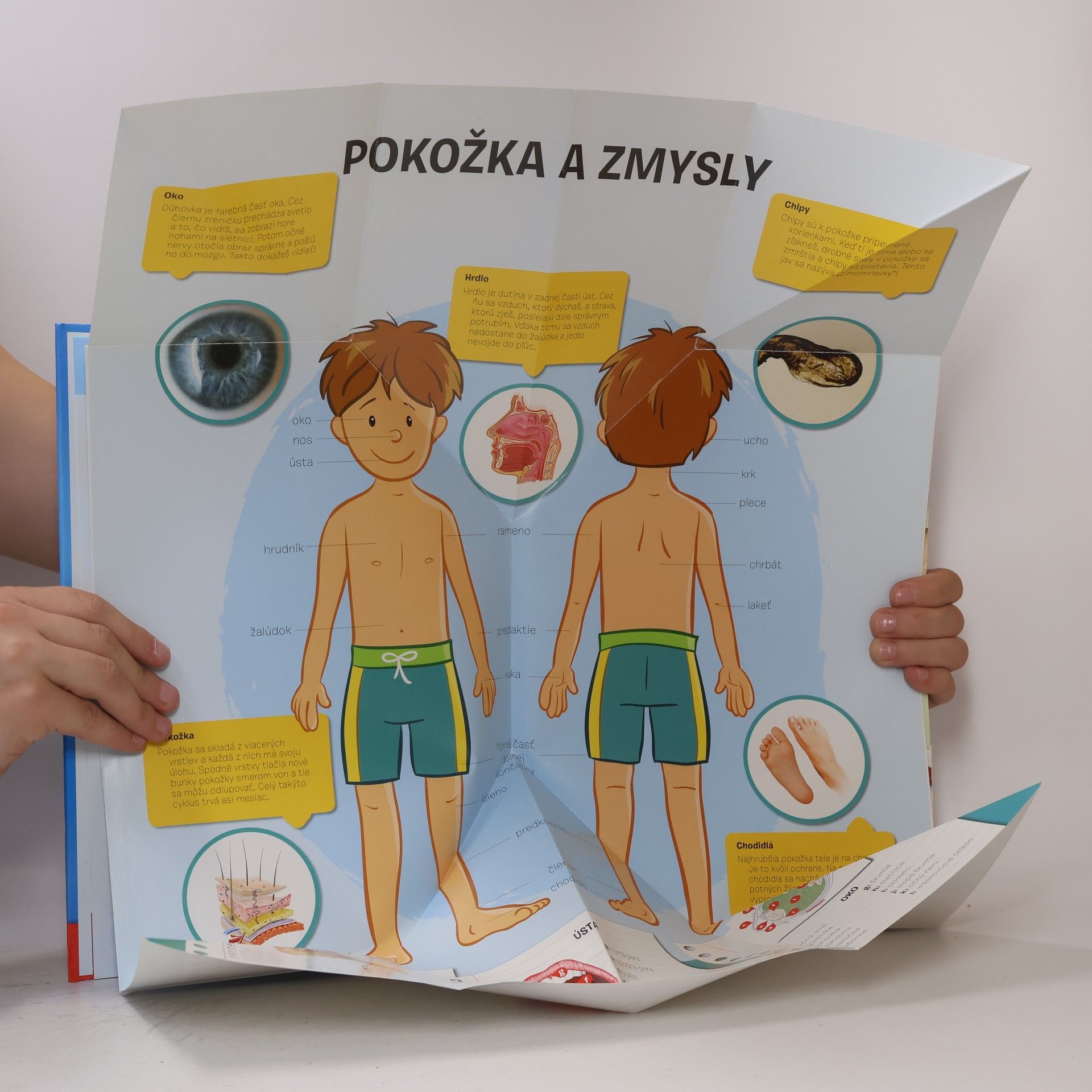 Kolektiv autorů Rozkládací atlas Ľudského tela