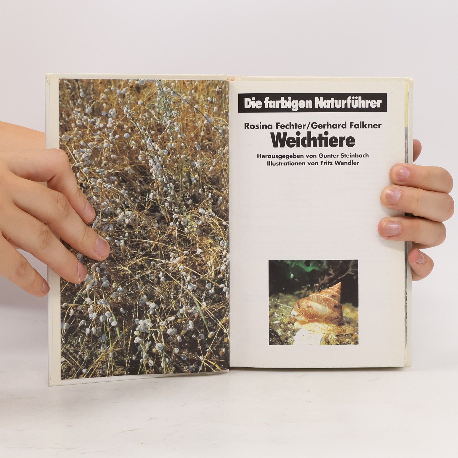Autorenkollektiv Weichtiere