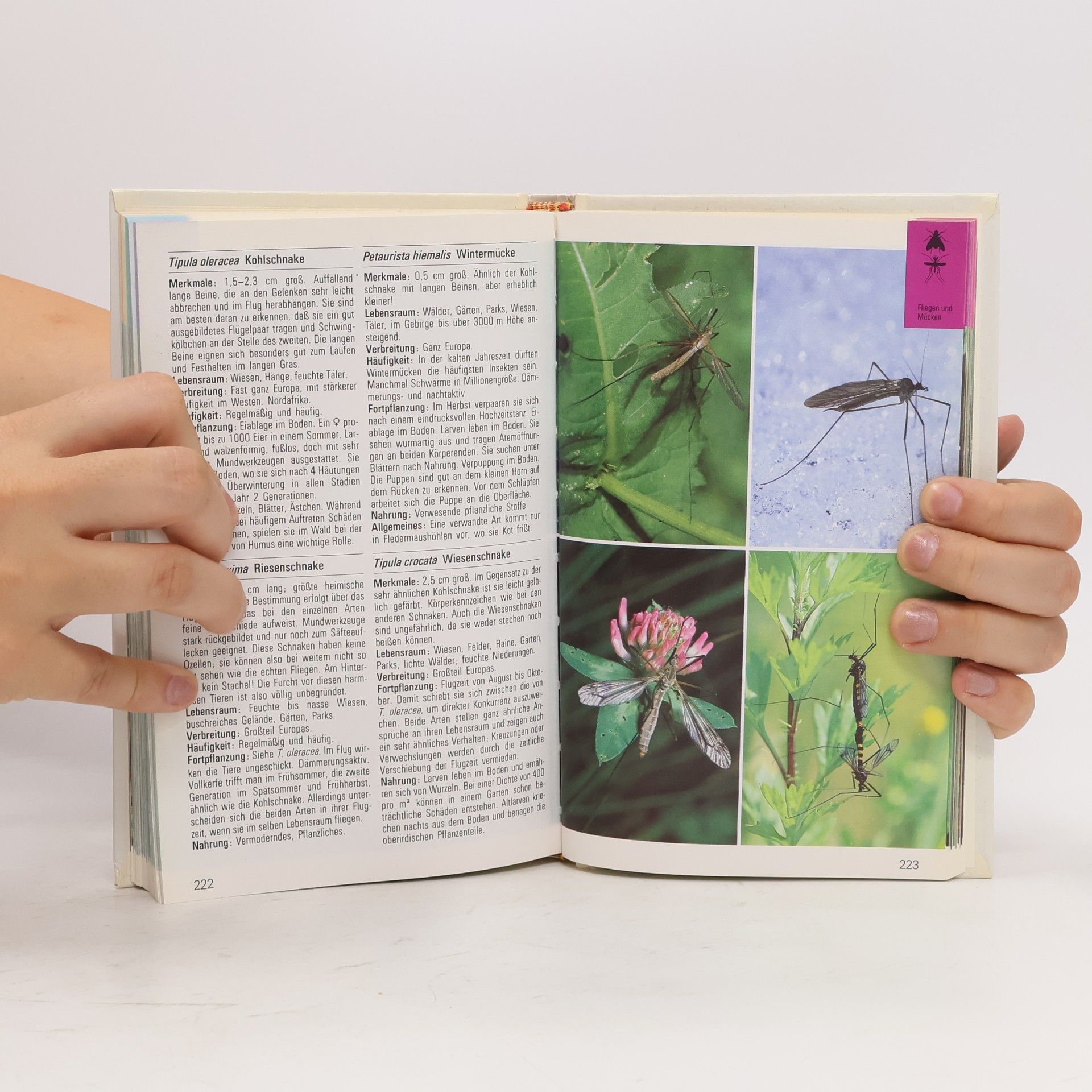 Auteurscollectief Insekten