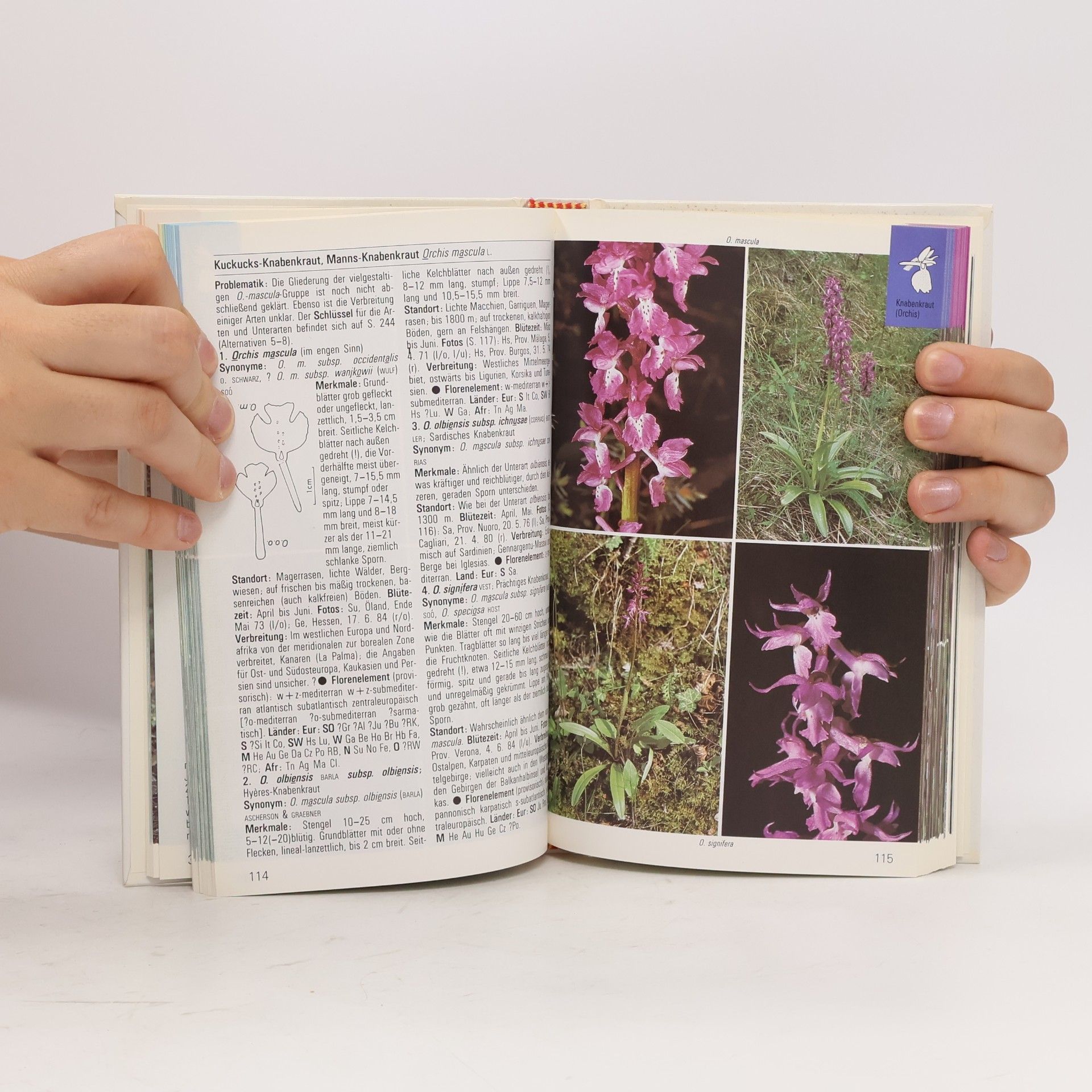 Autorenkollektiv Orchideen