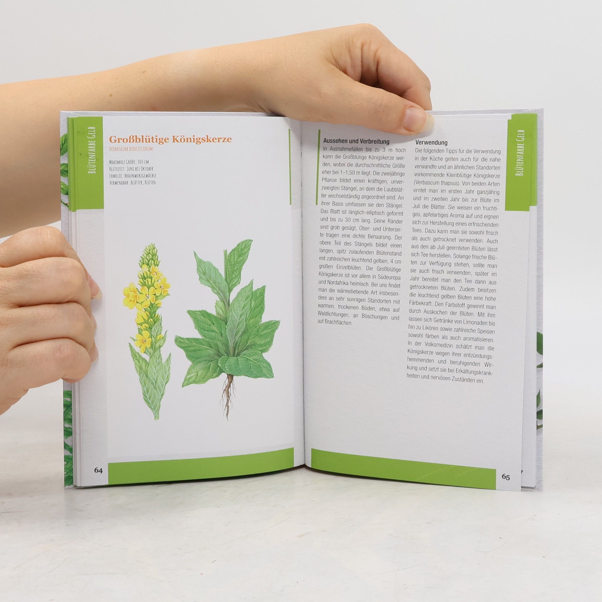 Autorenkollektiv Essbare Wildpflanzen bestimmen und verwenden