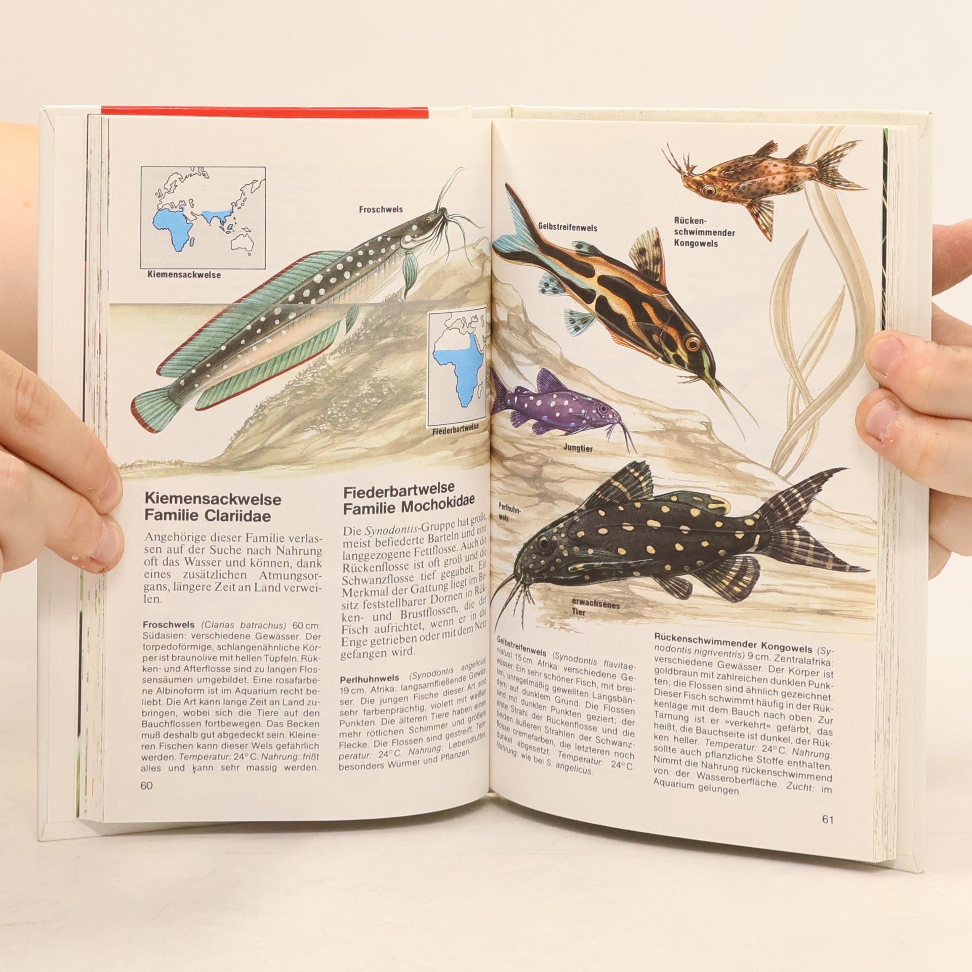 Dick Mills Aquarienfische