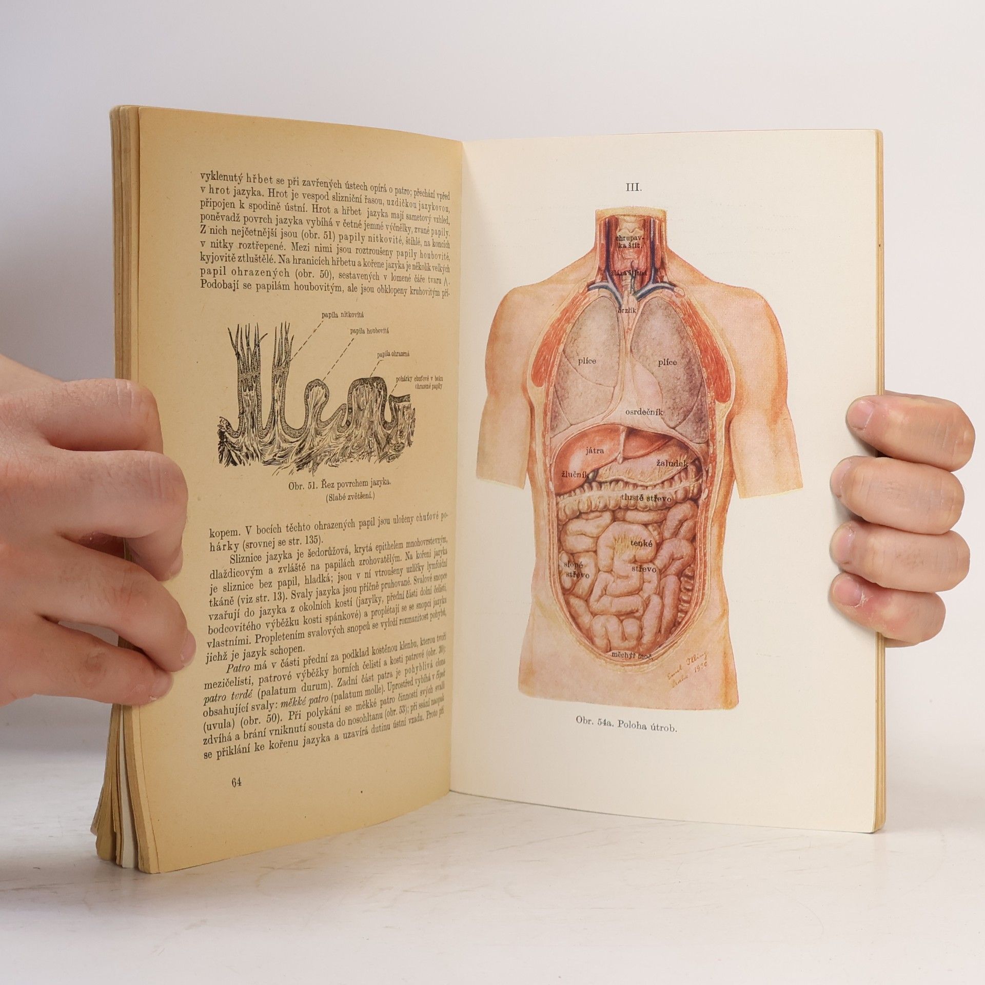 Ladislav Borovanský Anatomie