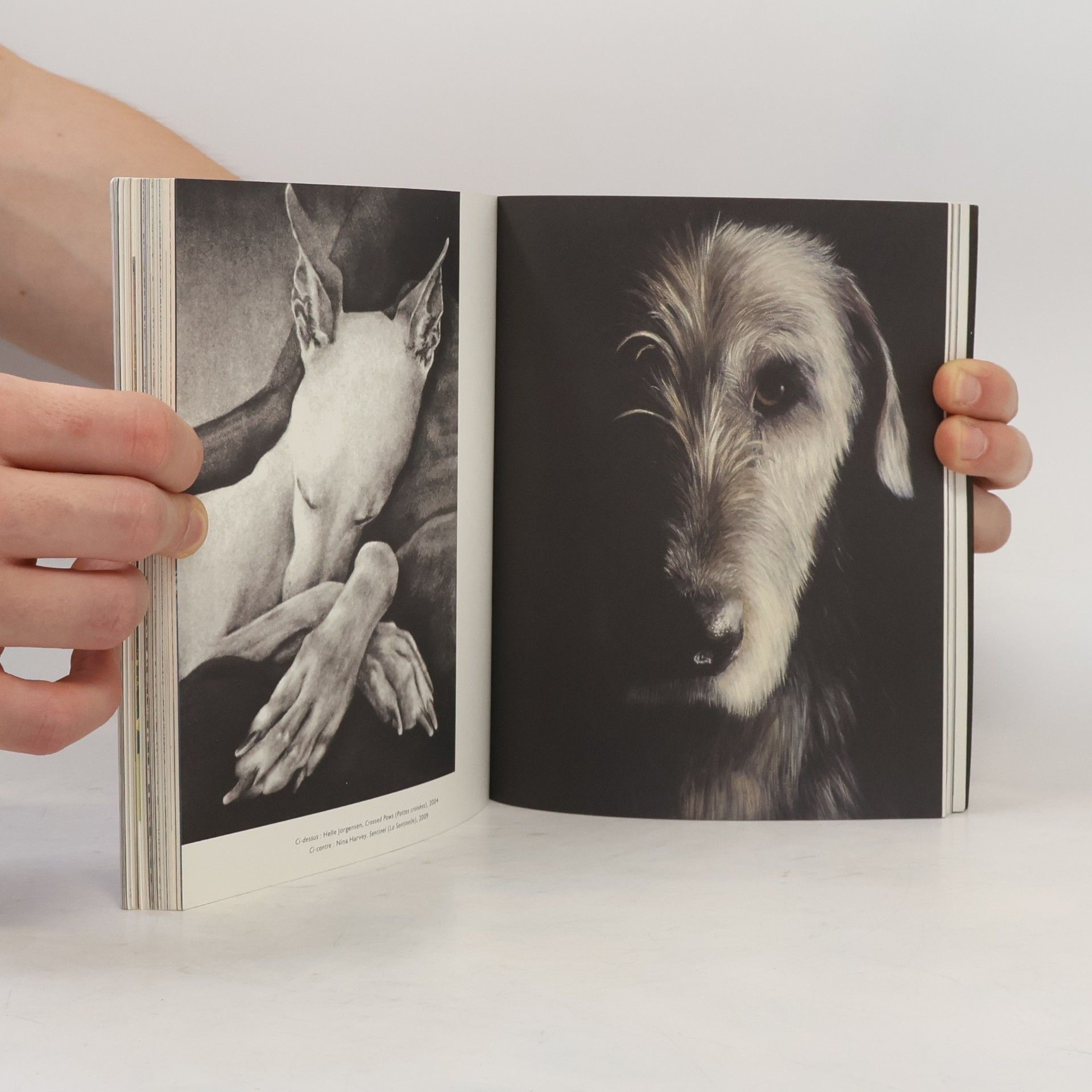 Angus Hyland Hunde in der Kunst