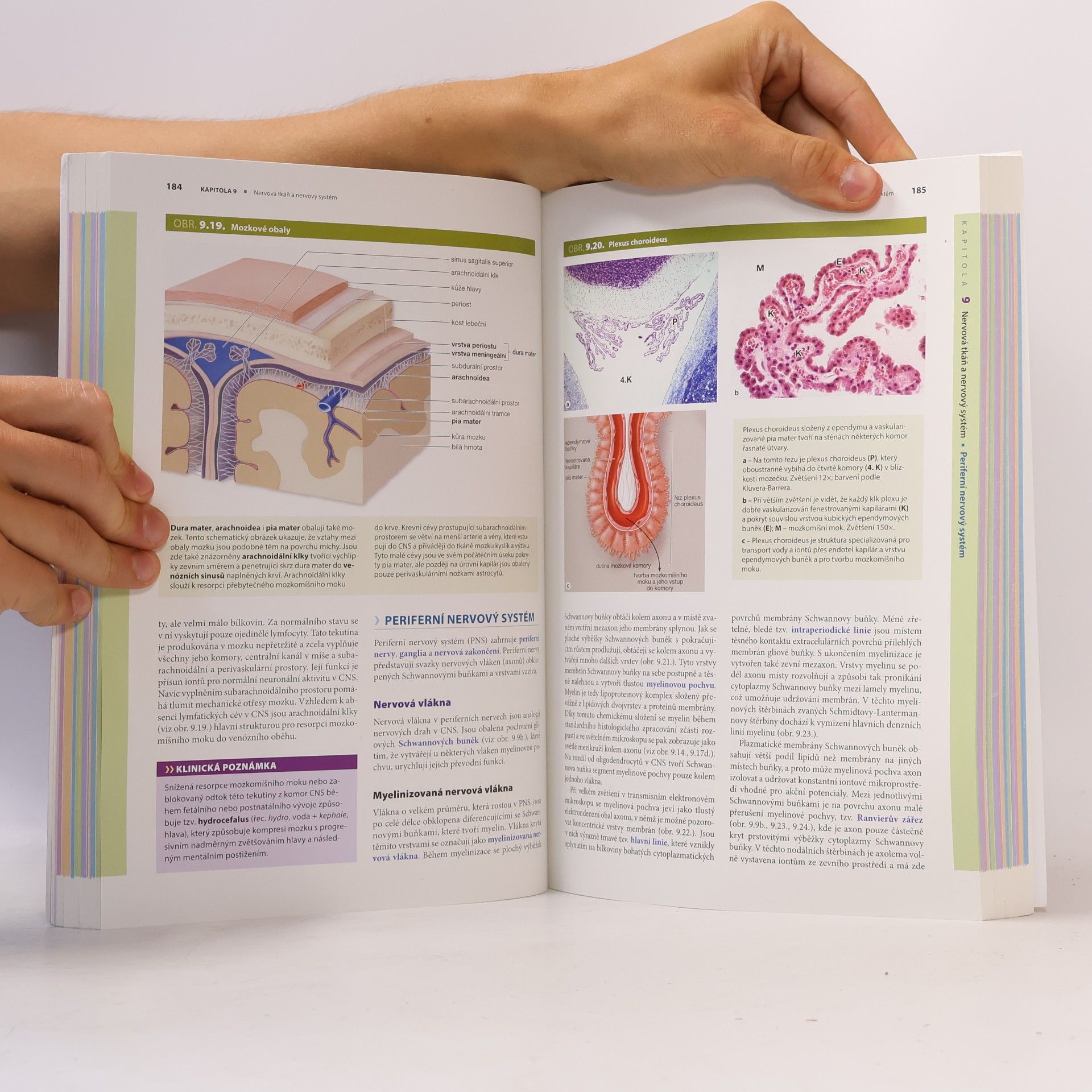Anthony Mescher Junqueirovy základy histologie
