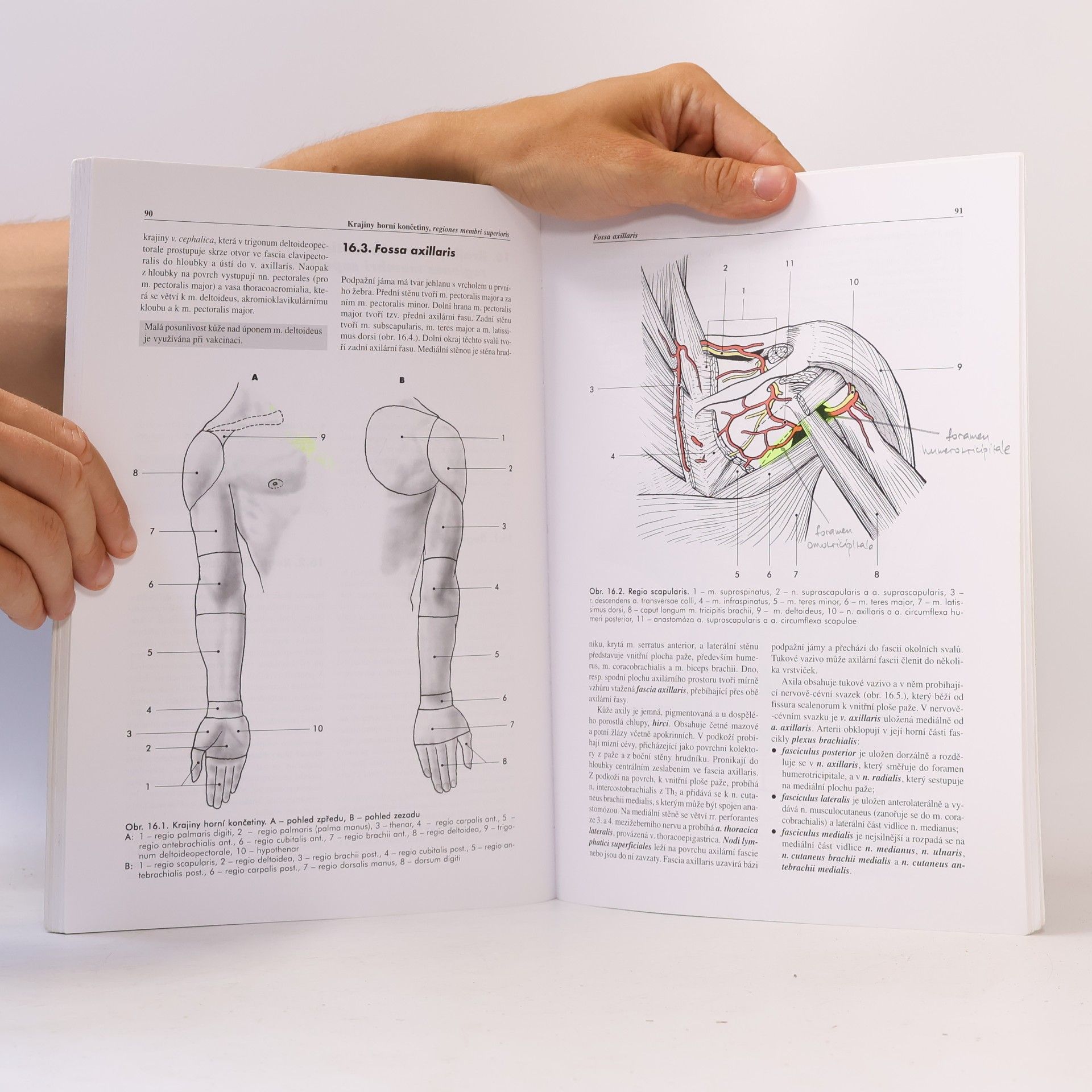 Miloš Grim Základy anatomie. 5., Anatomie krajin těla
