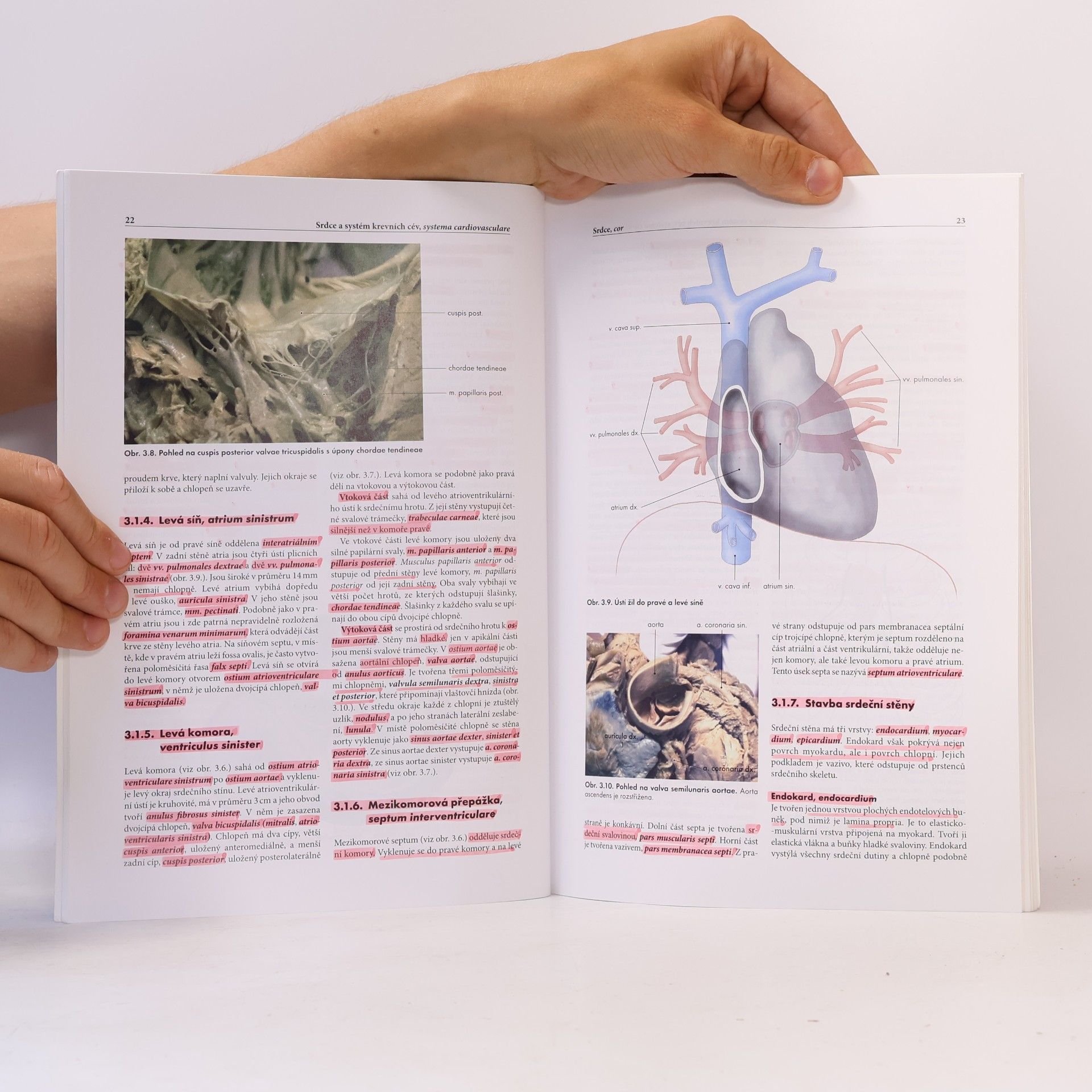 Miloš Grim Základy anatomie. 2., Kardiovaskulární a lymfatický systém