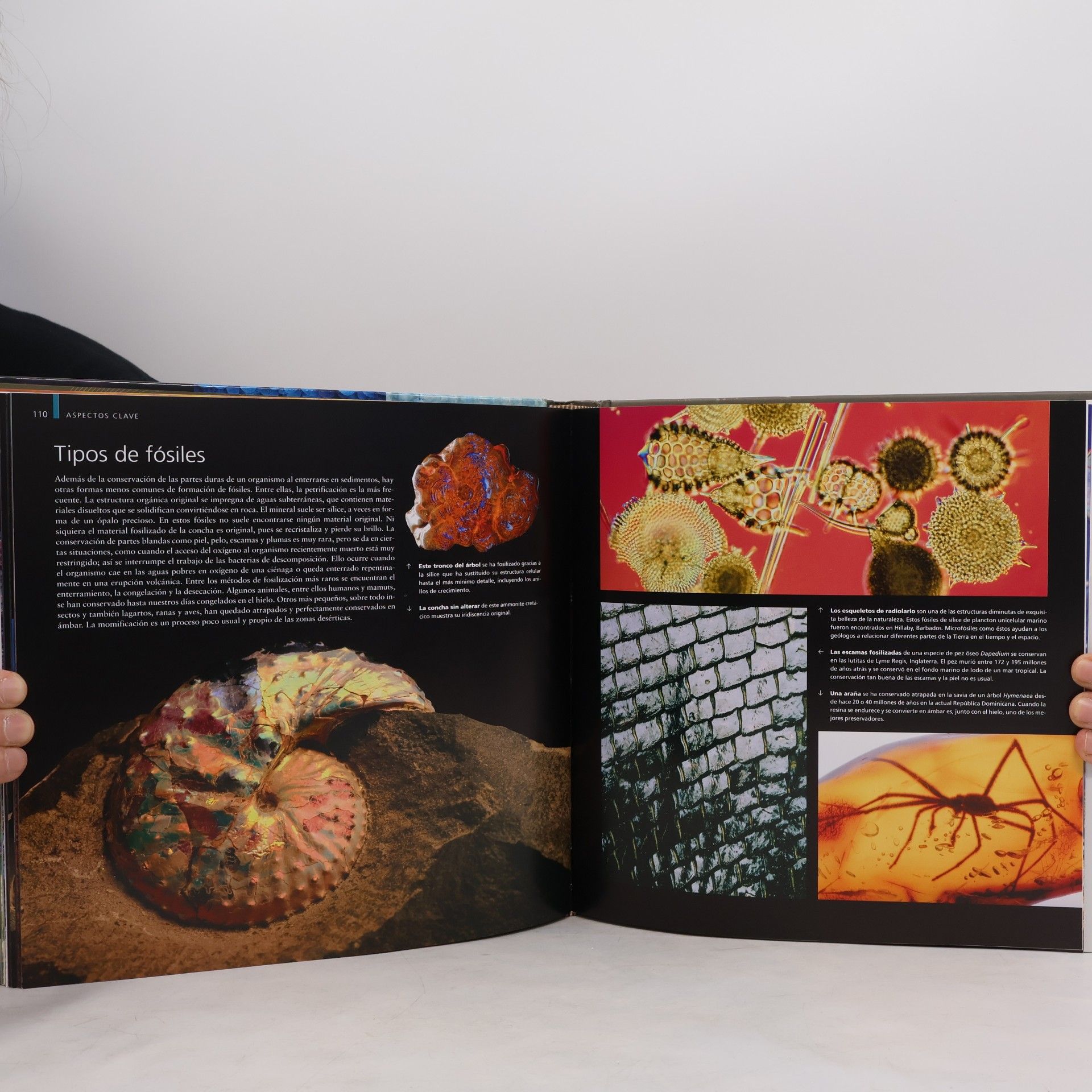 Robert Raymond Coenraads Biblioteca Visual: Rocas y fosiles