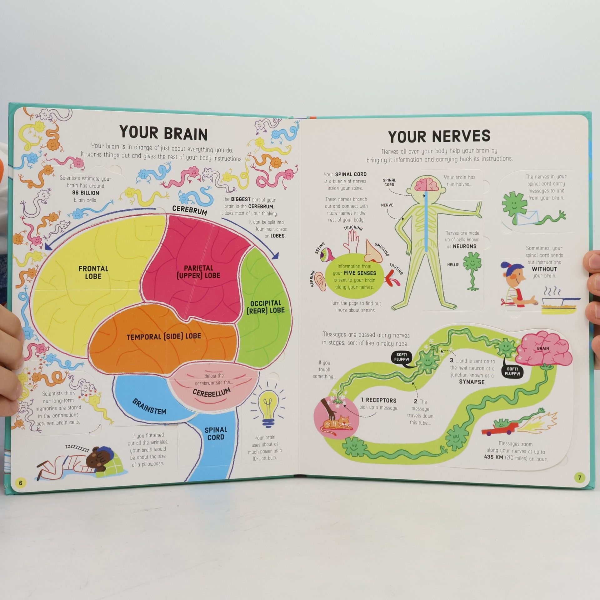 Rosie Dickins Lift-the-Flap How Your Body Works