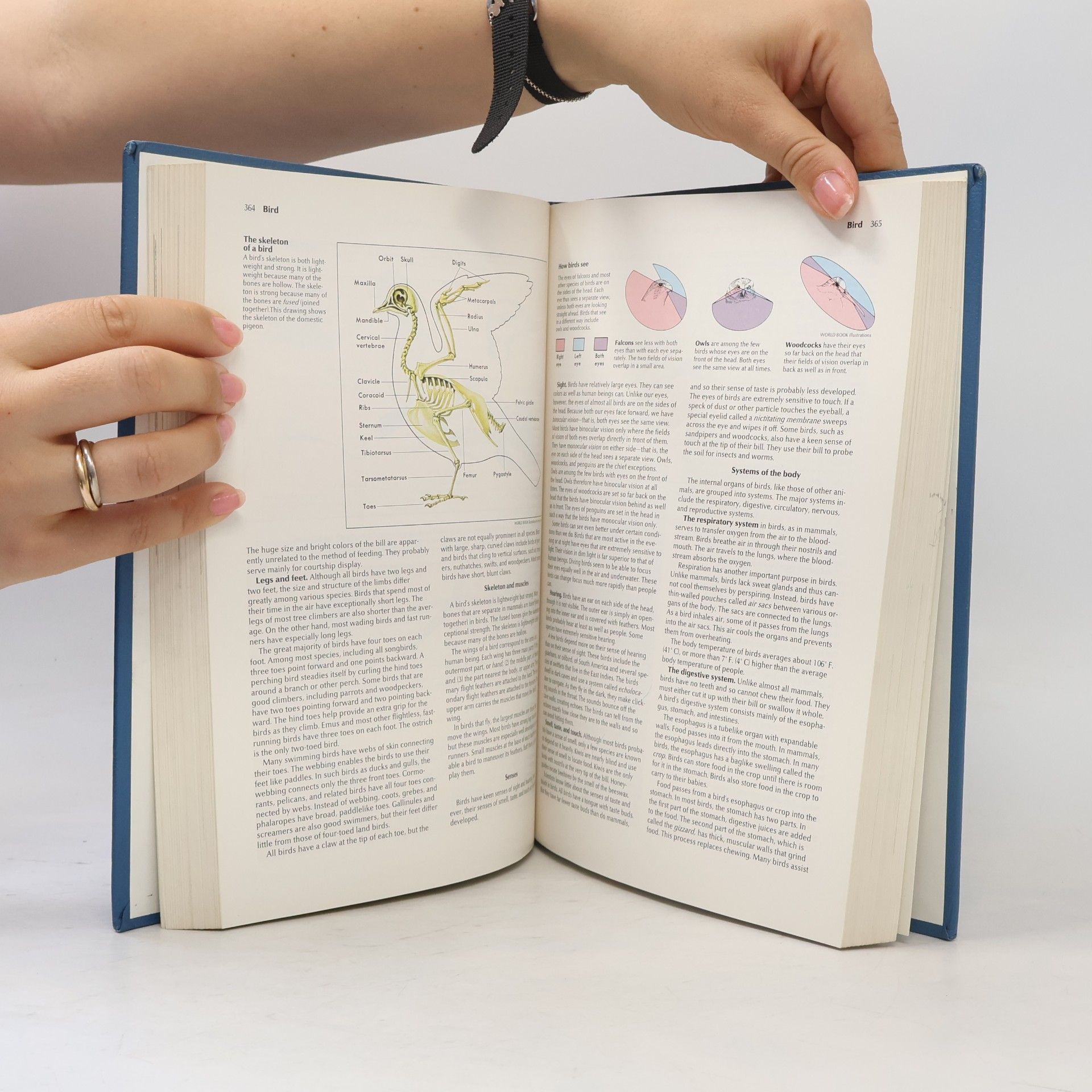 Autorenkollektiv The World Book Encyklopedia 2