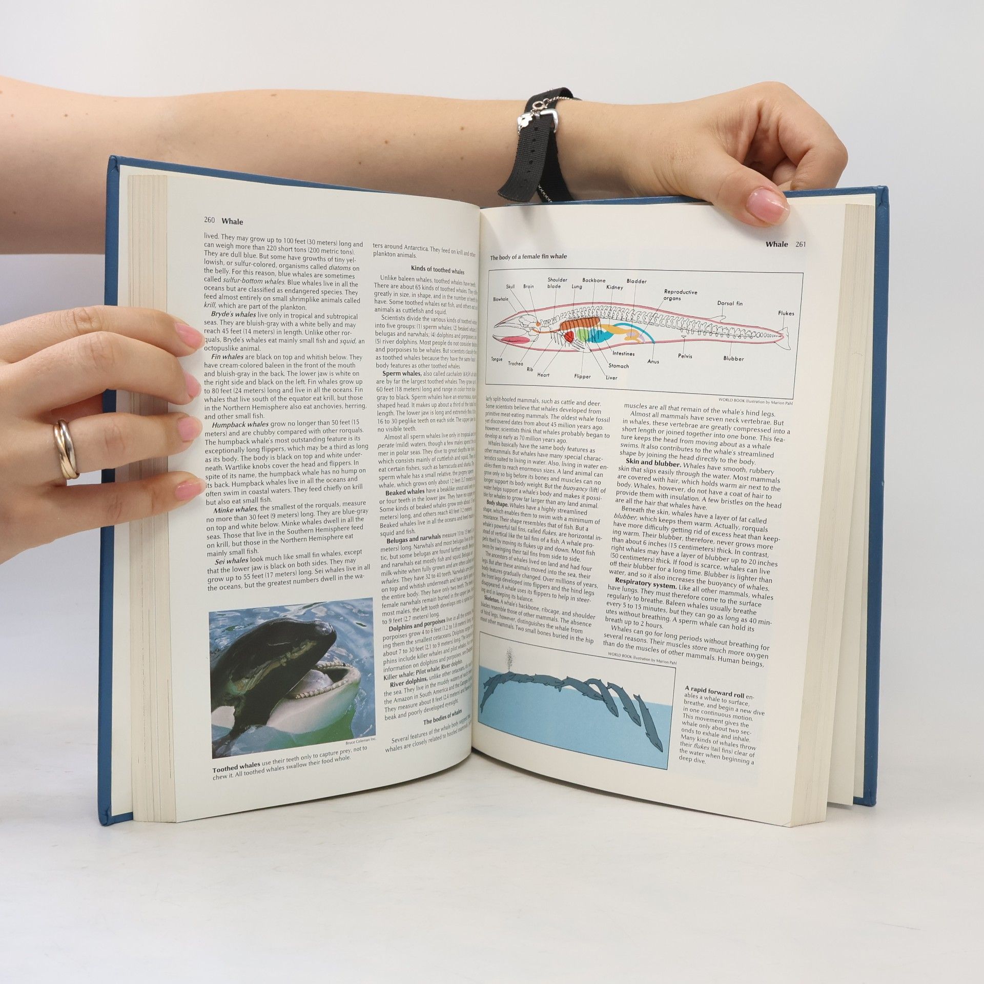 AA.VV. The World Book Encyclopedia 21