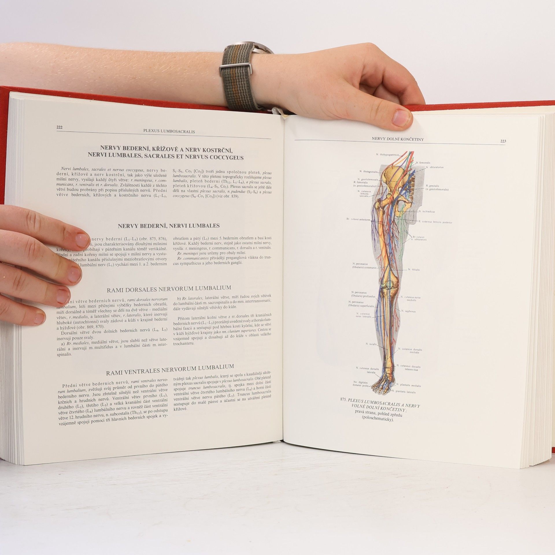 R. D. Sinělnikov Atlas anatomie člověka III. díl