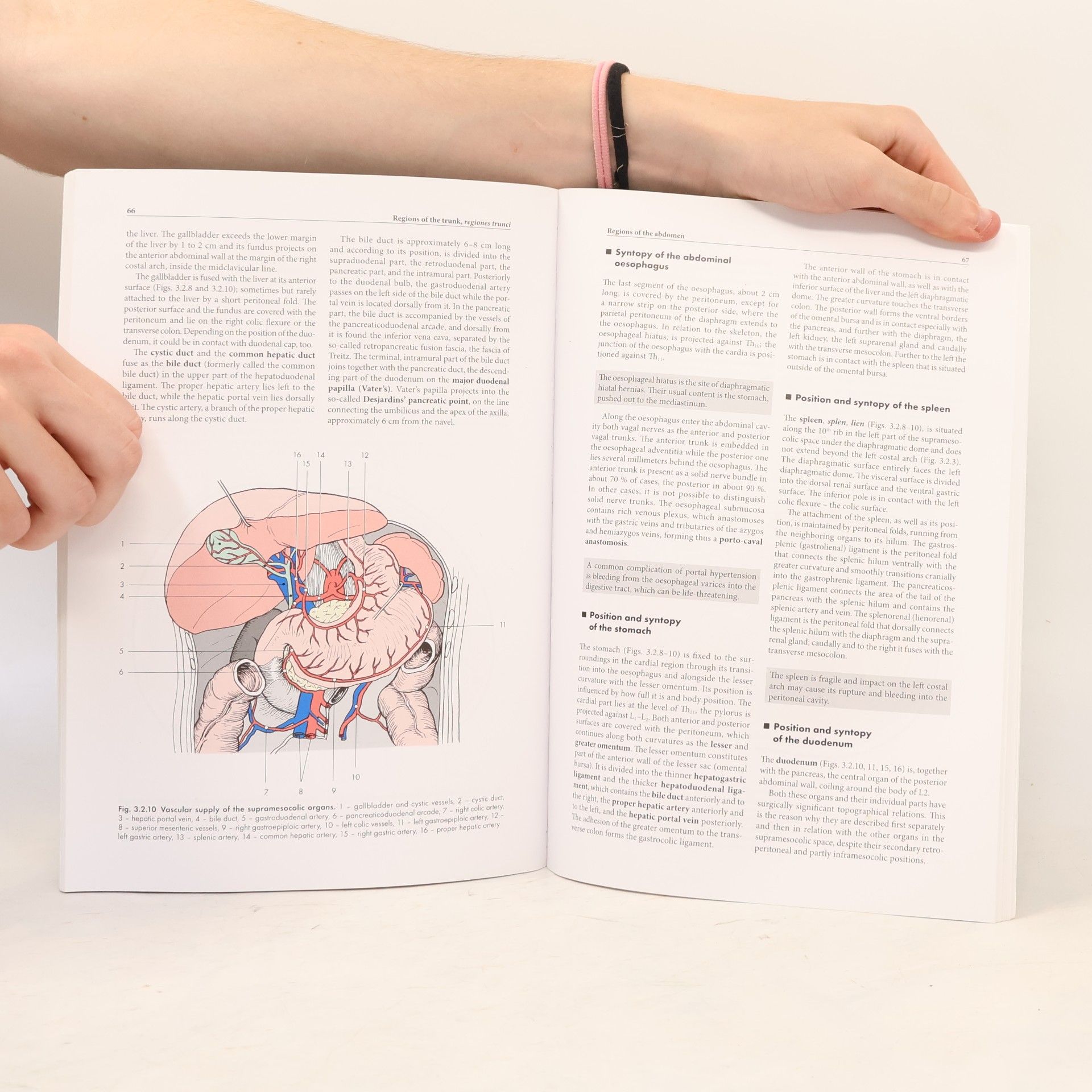 Josef Stingl Regional Anatomy