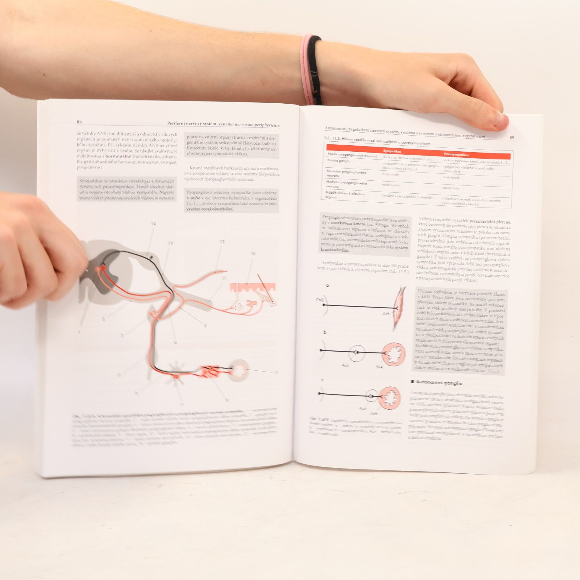 Miloš Grim Základy anatomie. 4b., Periferní nervový systém, smyslové orgány a kůže