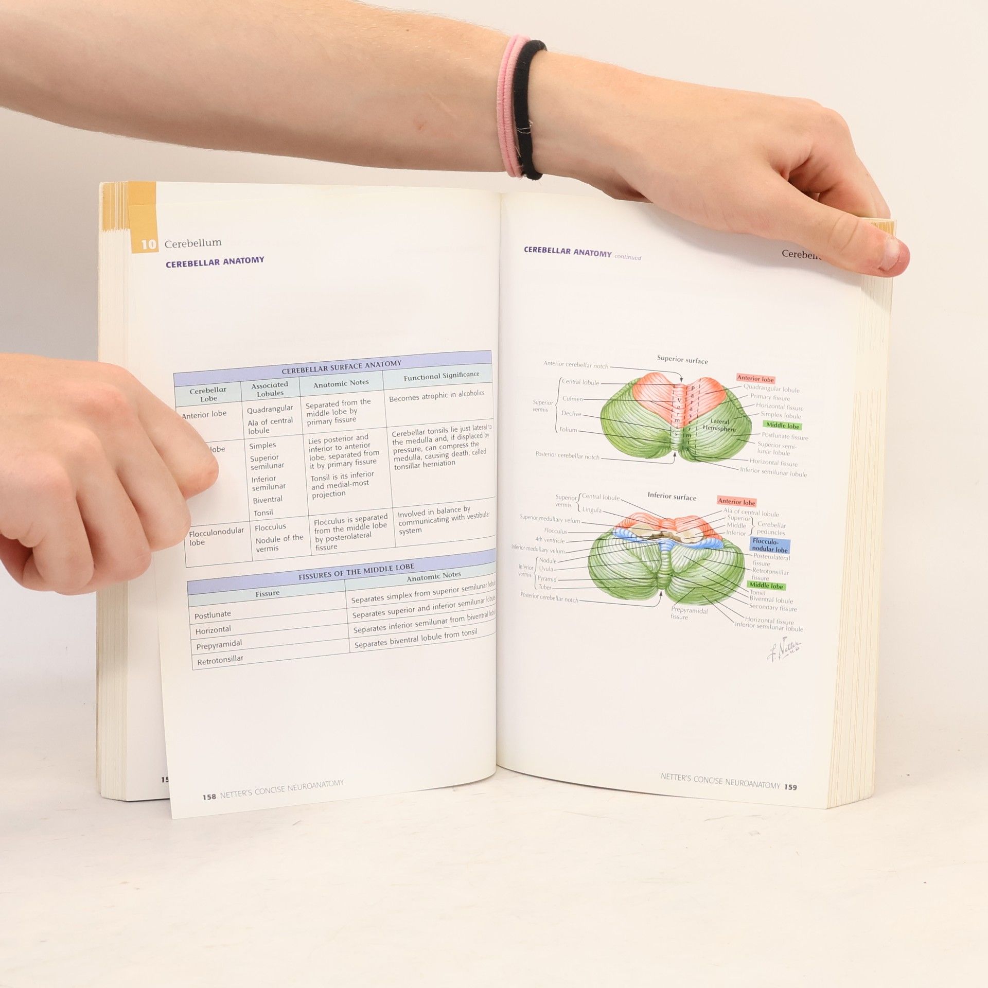 Michael Rubin Netter's Concise Neuroanatomy