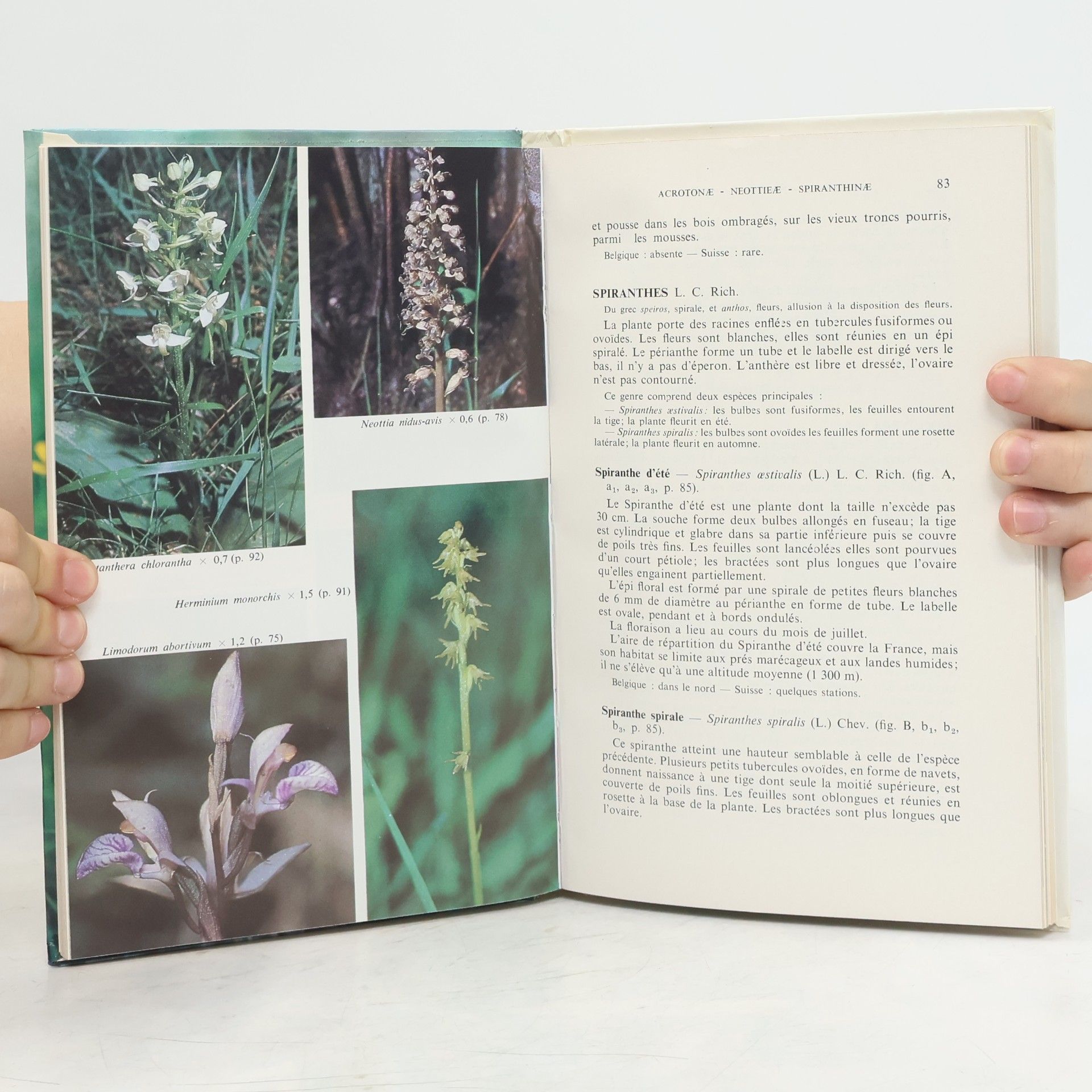J.L. Clément Connaissance des orchidées sauvages