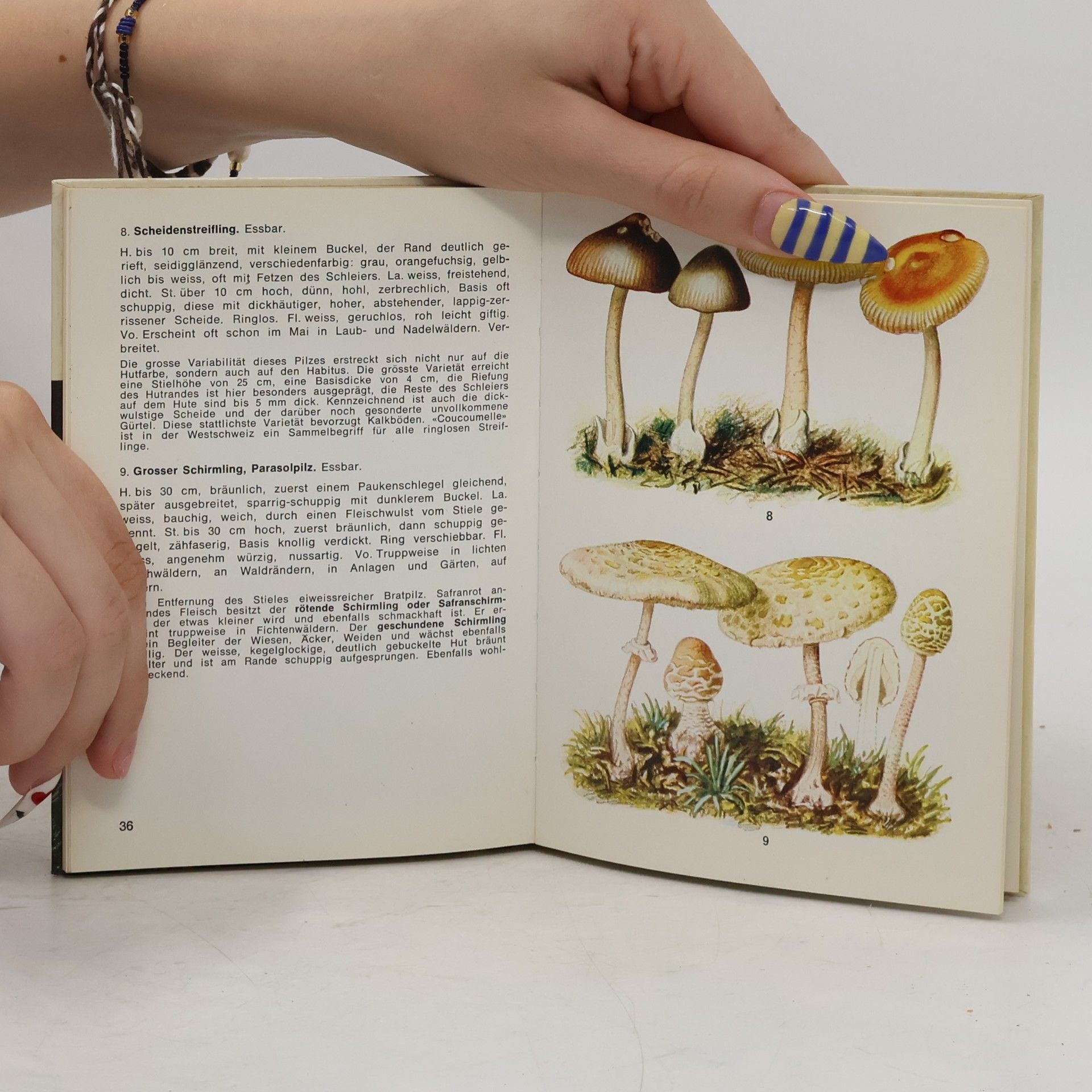 Ernst Habersaat Mein Pilzbuch