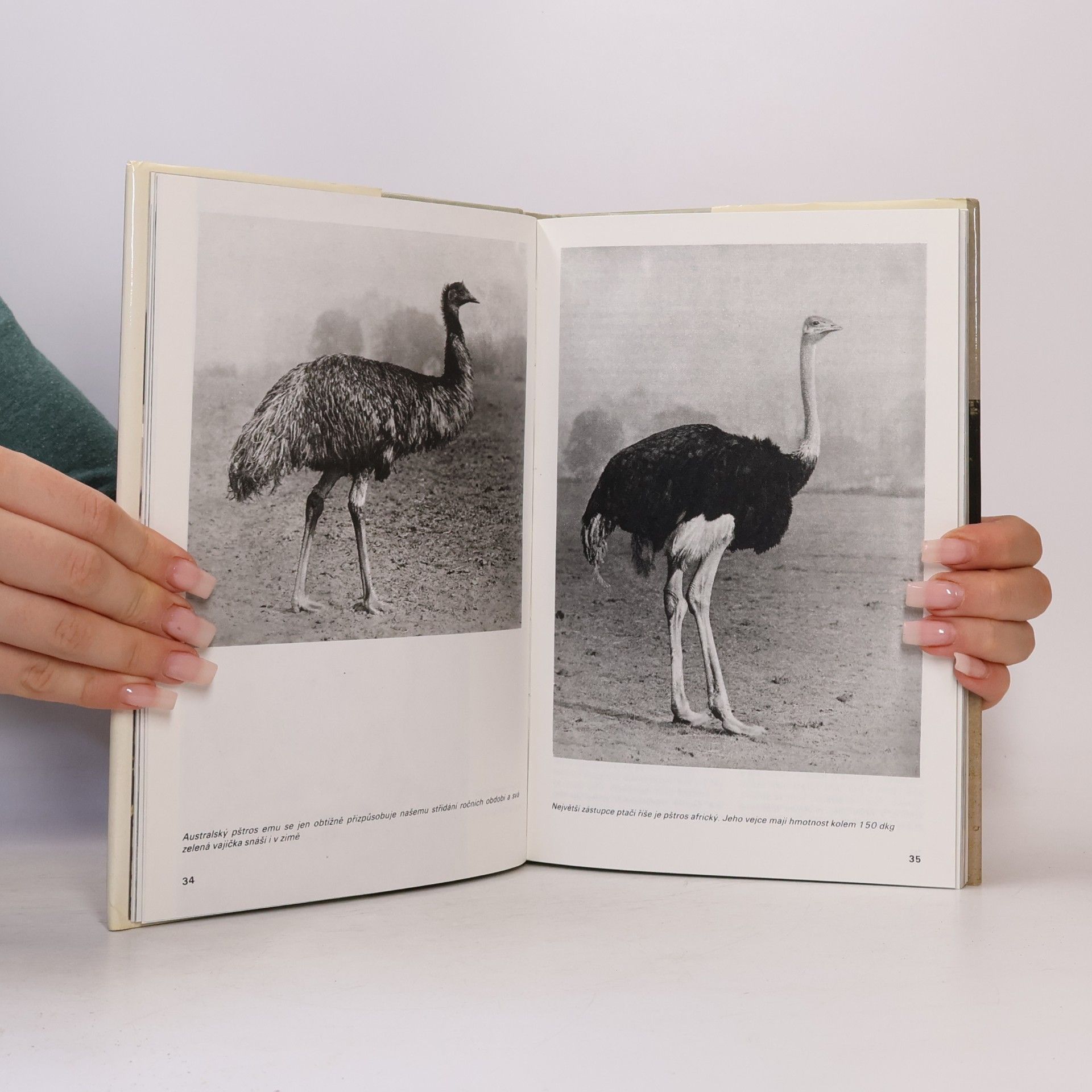 Z. Veselovský Všední den v pražské ZOO