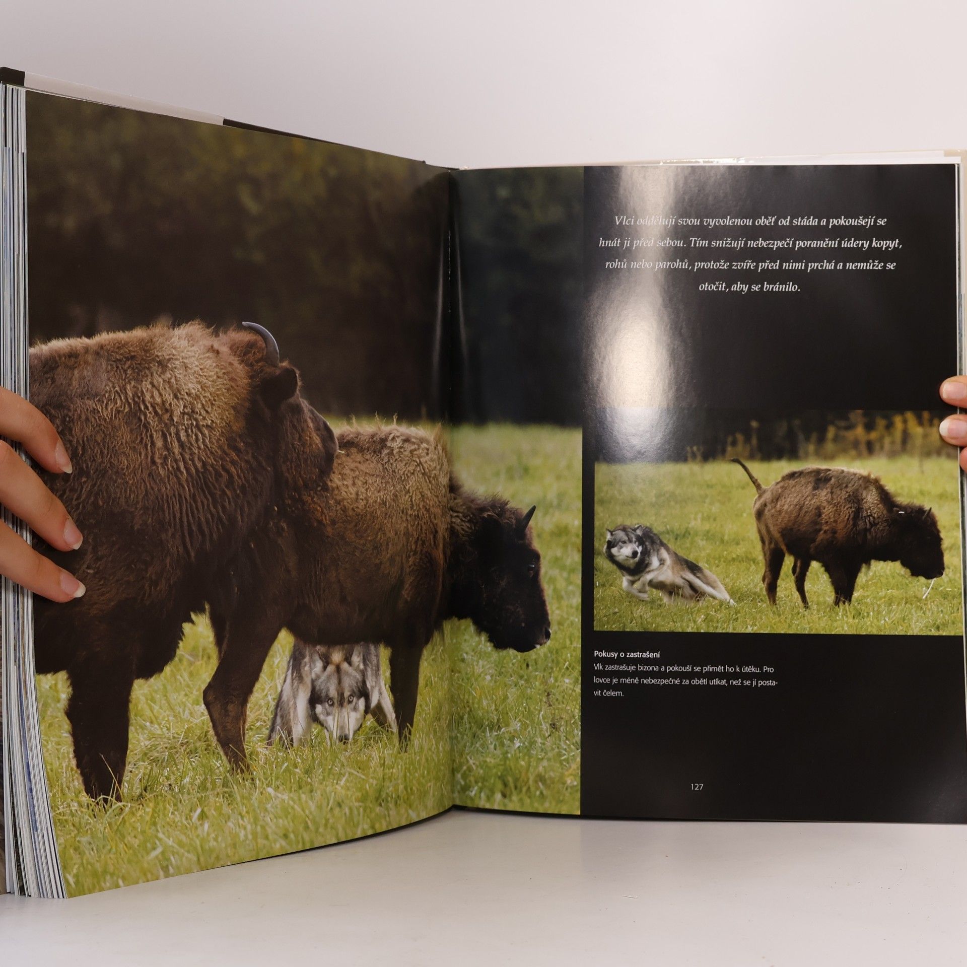 Shaun Ellis Vlk: Fascinující pohledy a fotografie budící obdiv