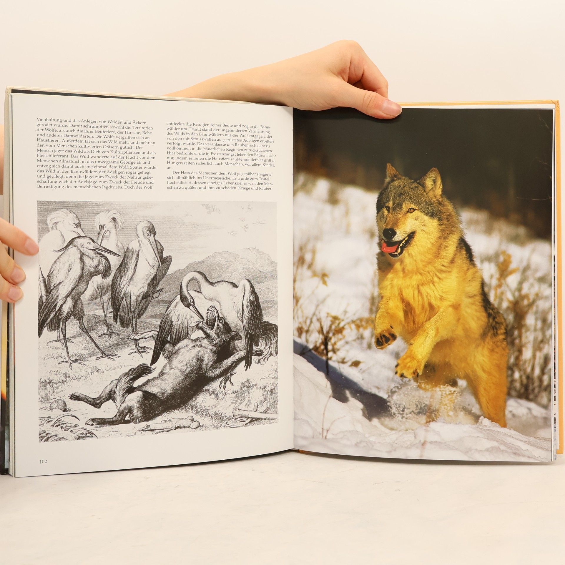 Angelika Sigl Der Wolf