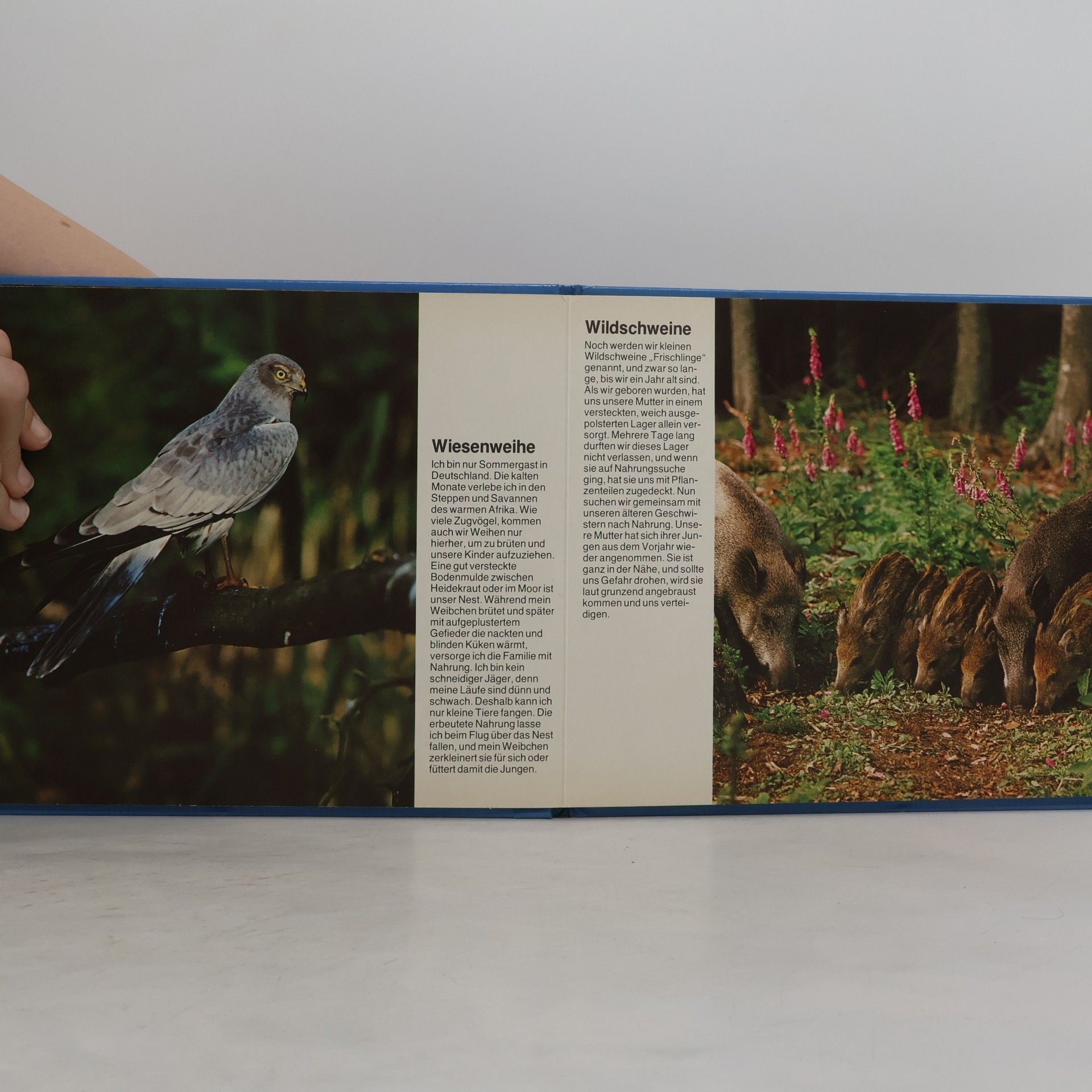 Autorenkollektiv Weißt Du, wie wir Tiere leben? In Heide und Moor