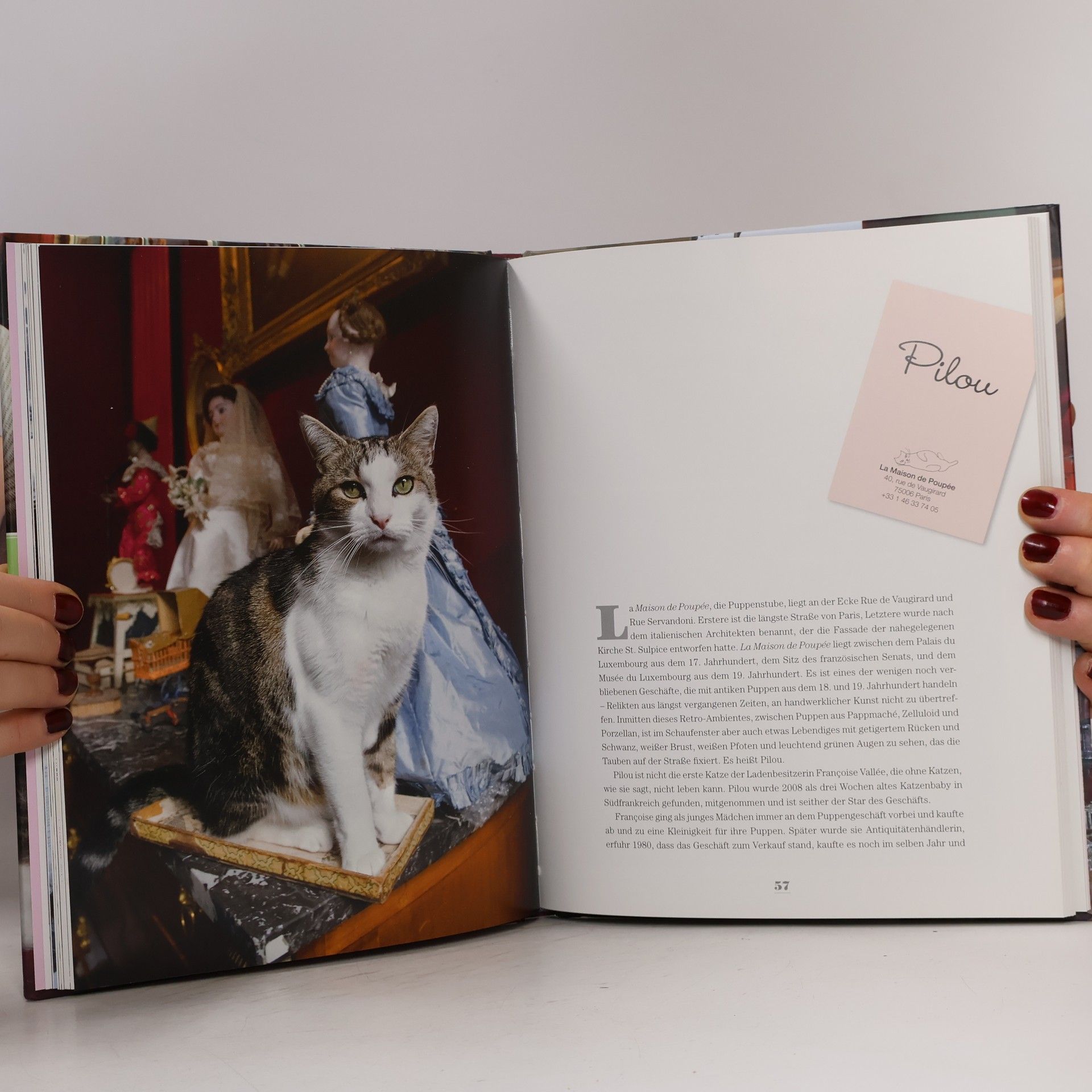Olivia Snaije Auf Samtpfoten durch Paris