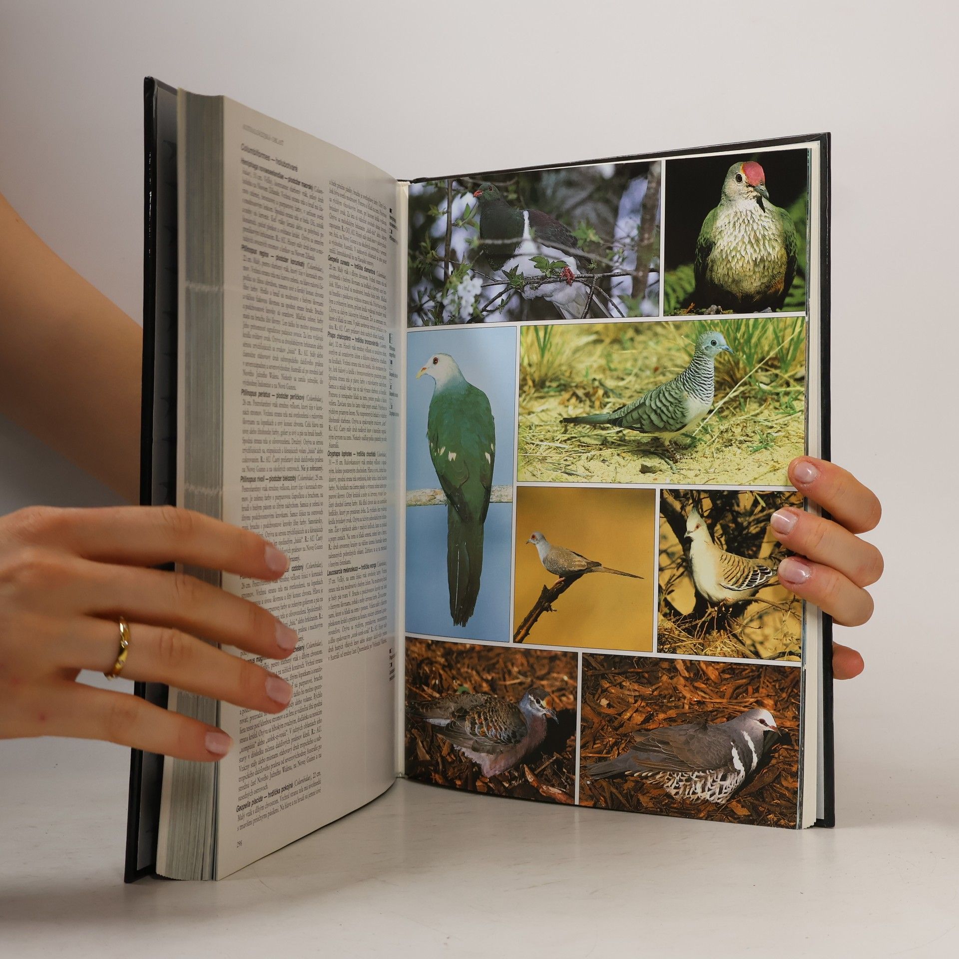 Andrew Gosler Atlas vtákov sveta