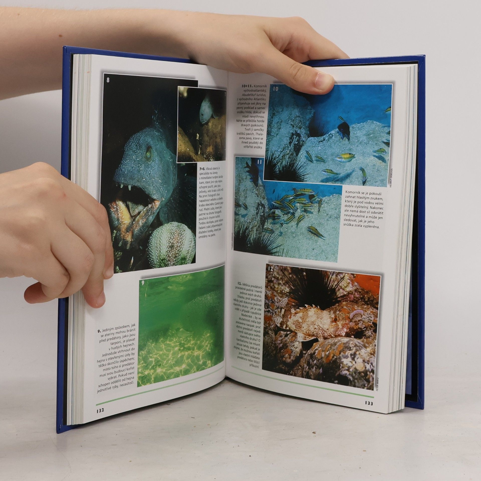 Helmut Debelius Atlas ryb středomoří a Atlantiku