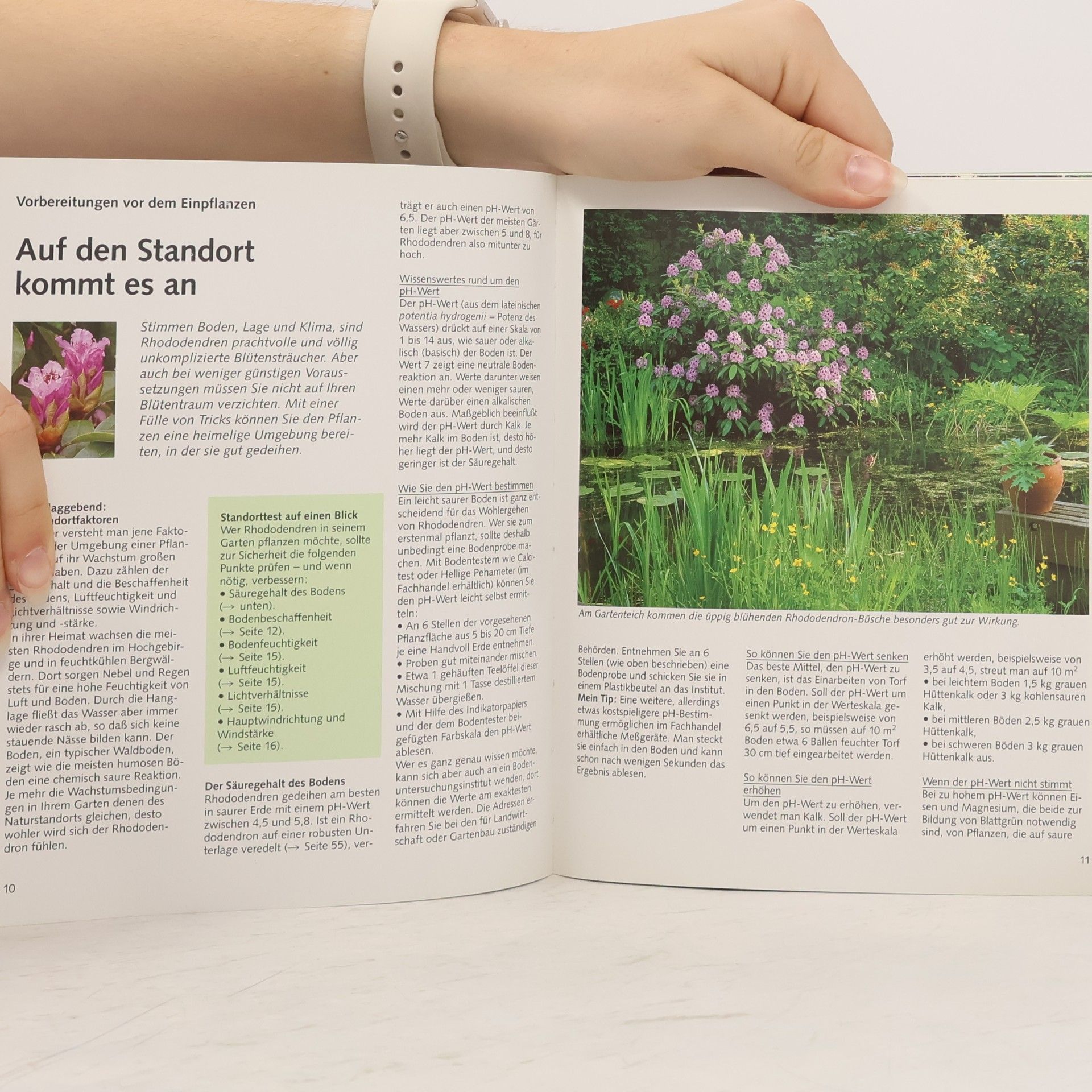 Andrea Kögel Rhododendren und Azaleen