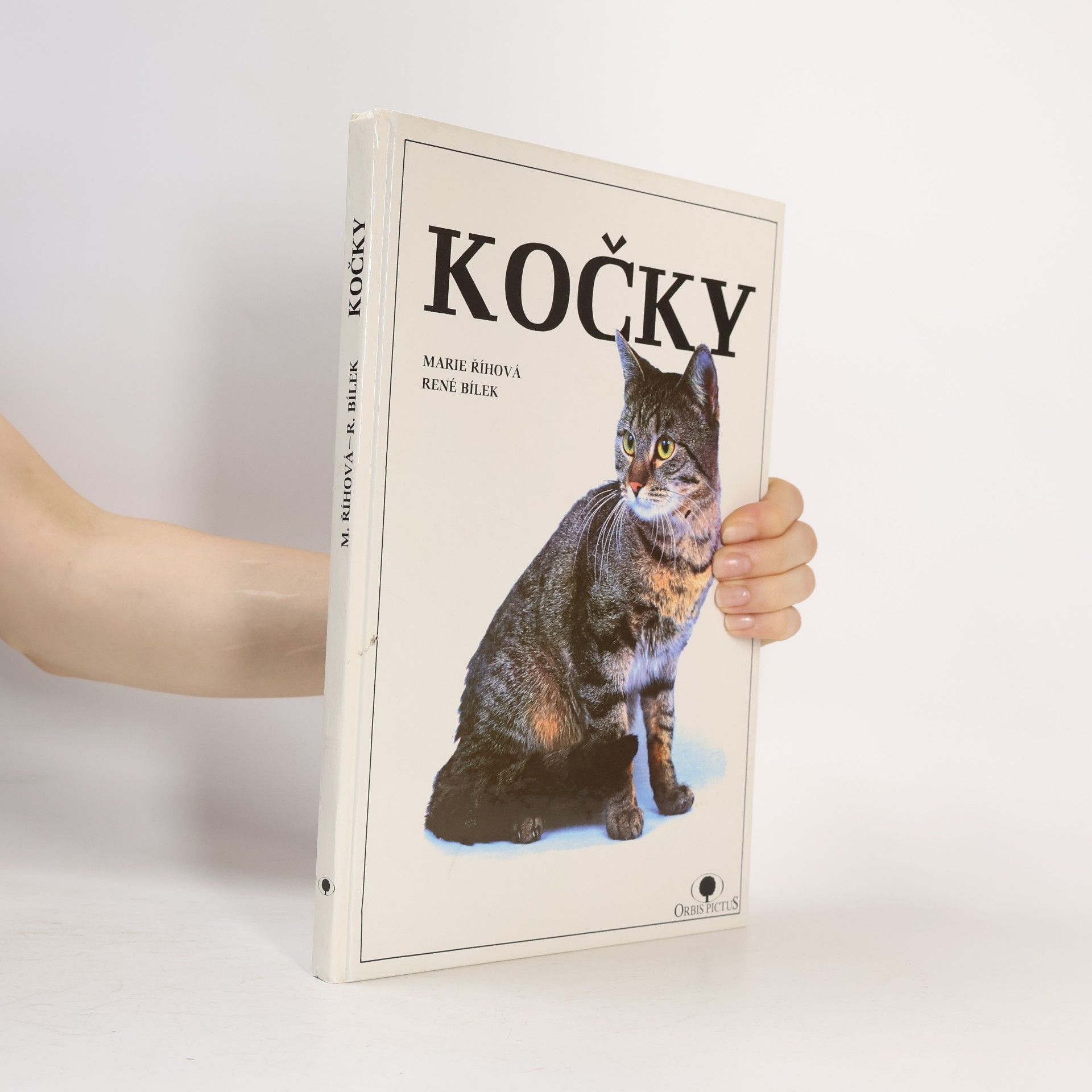 Kočky