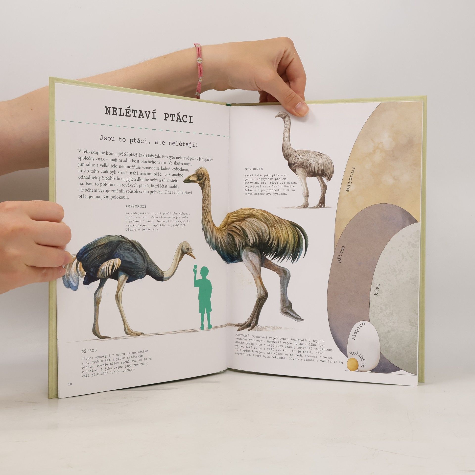Autorenkollektiv To kuře je T-Rex! : velká kniha o evoluci zvířat