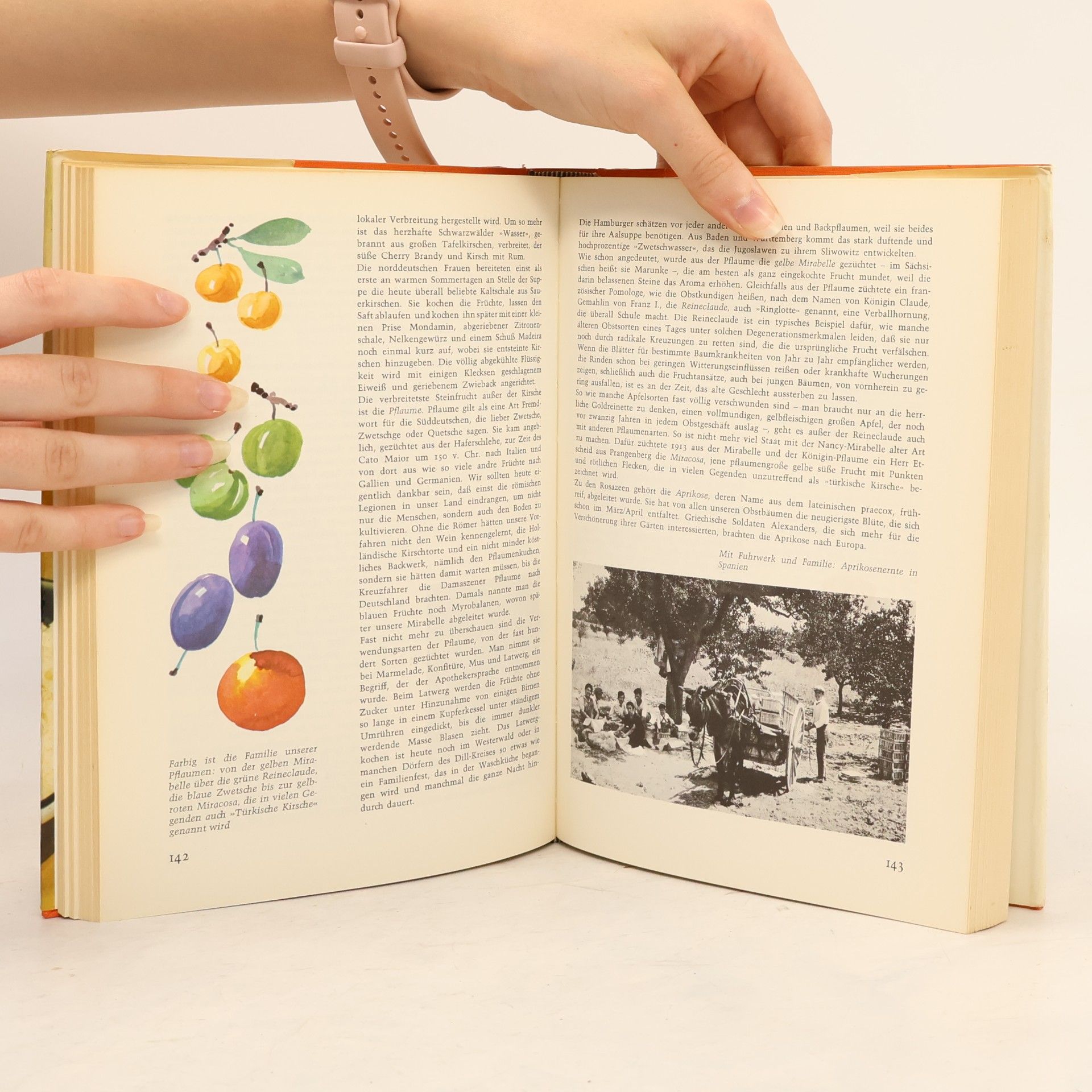 Autorenkollektiv Das große Buch vom Essen