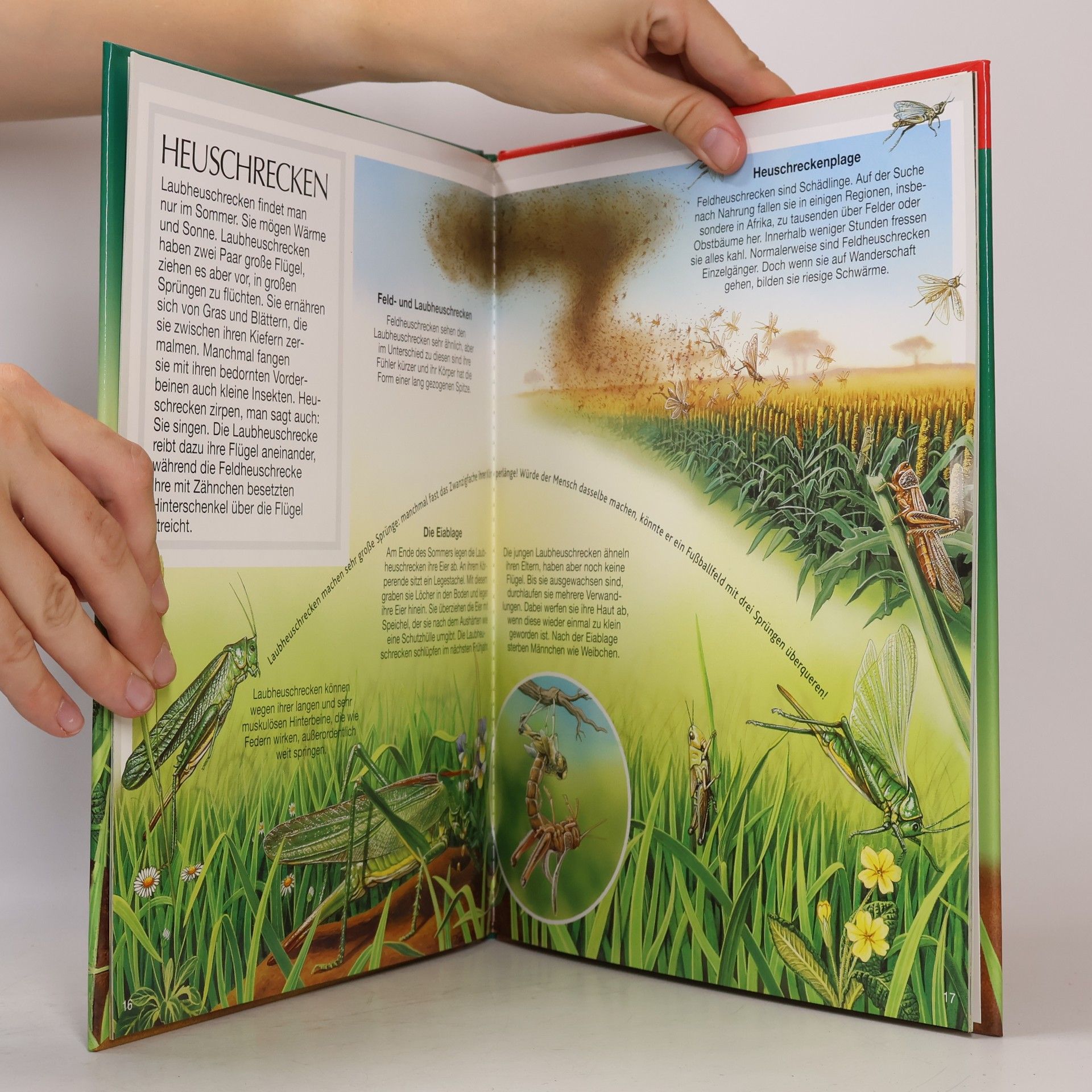Émilie Beaumont Bunte Wissenswelt für Kinder. Insekten