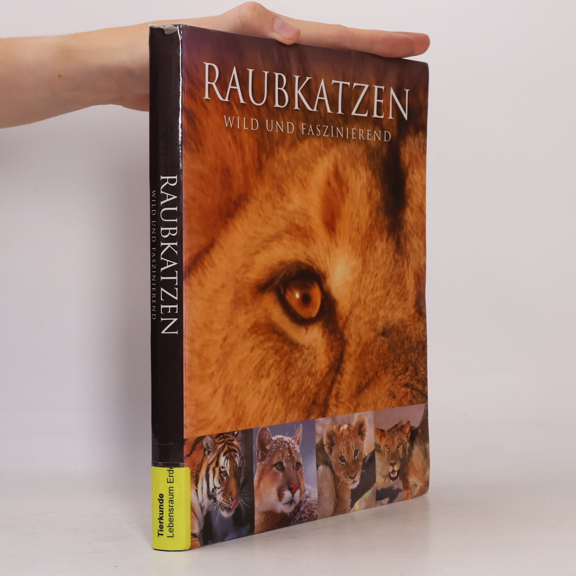 Autorenkollektiv Raubkatzen: Wild und faszinierend