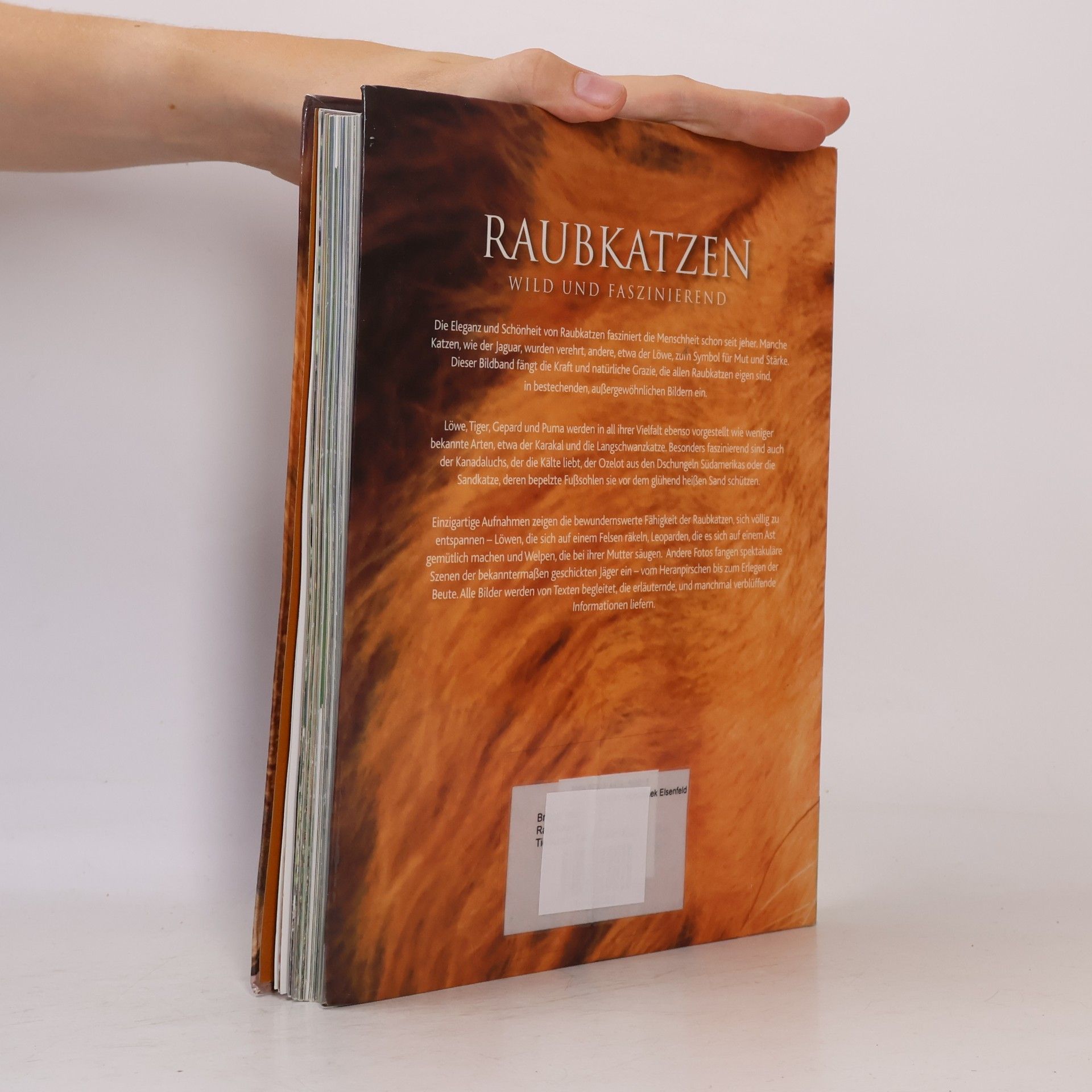 Autorenkollektiv Raubkatzen: Wild und faszinierend