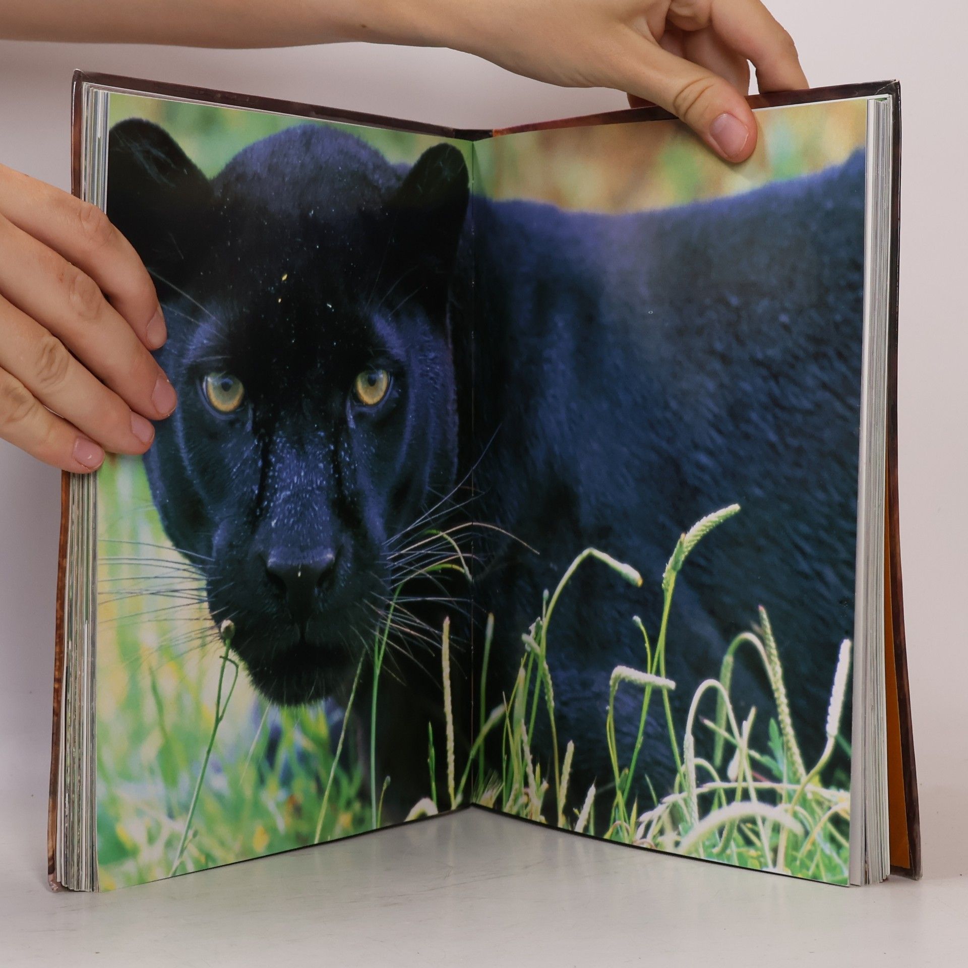 Autorenkollektiv Raubkatzen: Wild und faszinierend