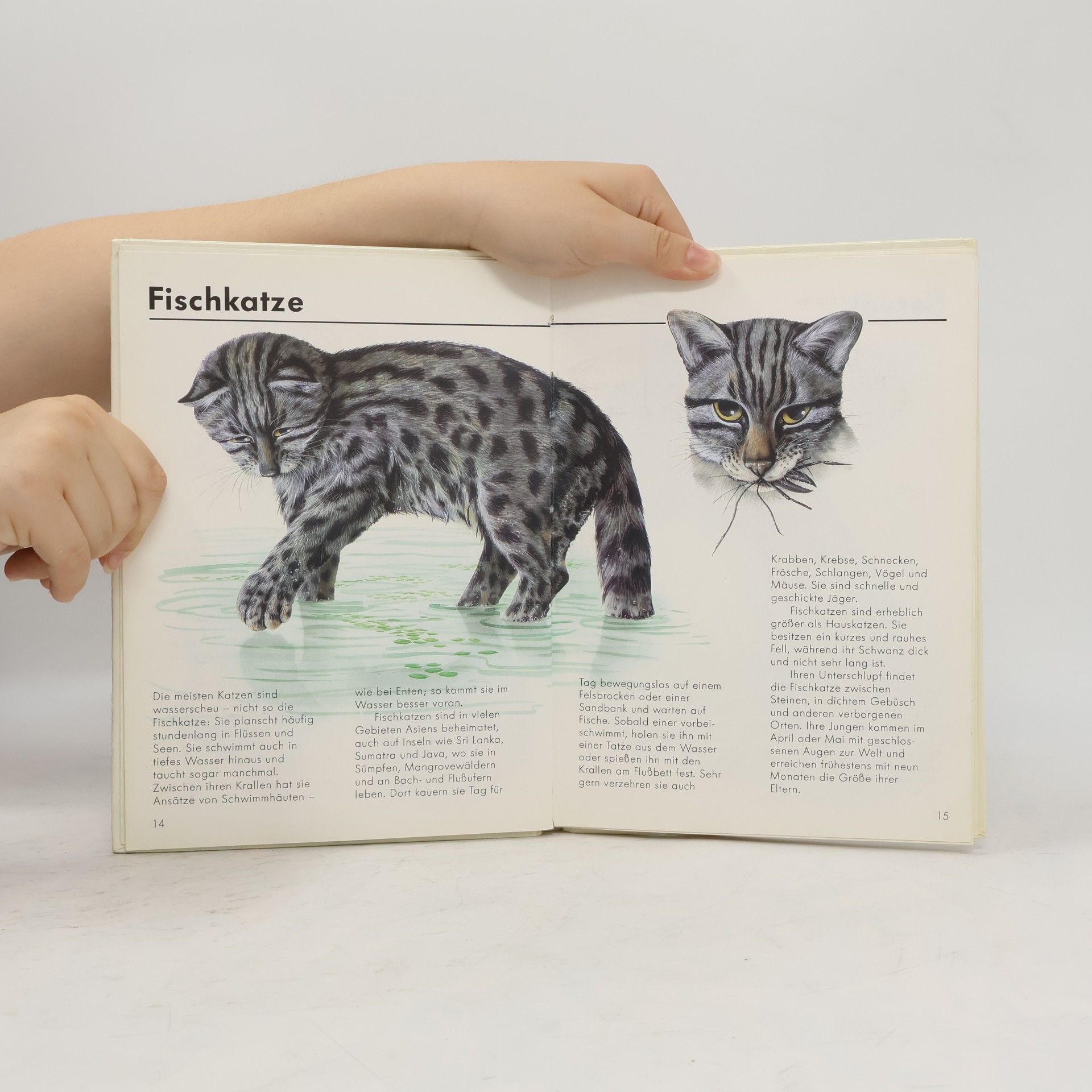 Mark Carwardine Wie Tiere leben: Wildkatzen