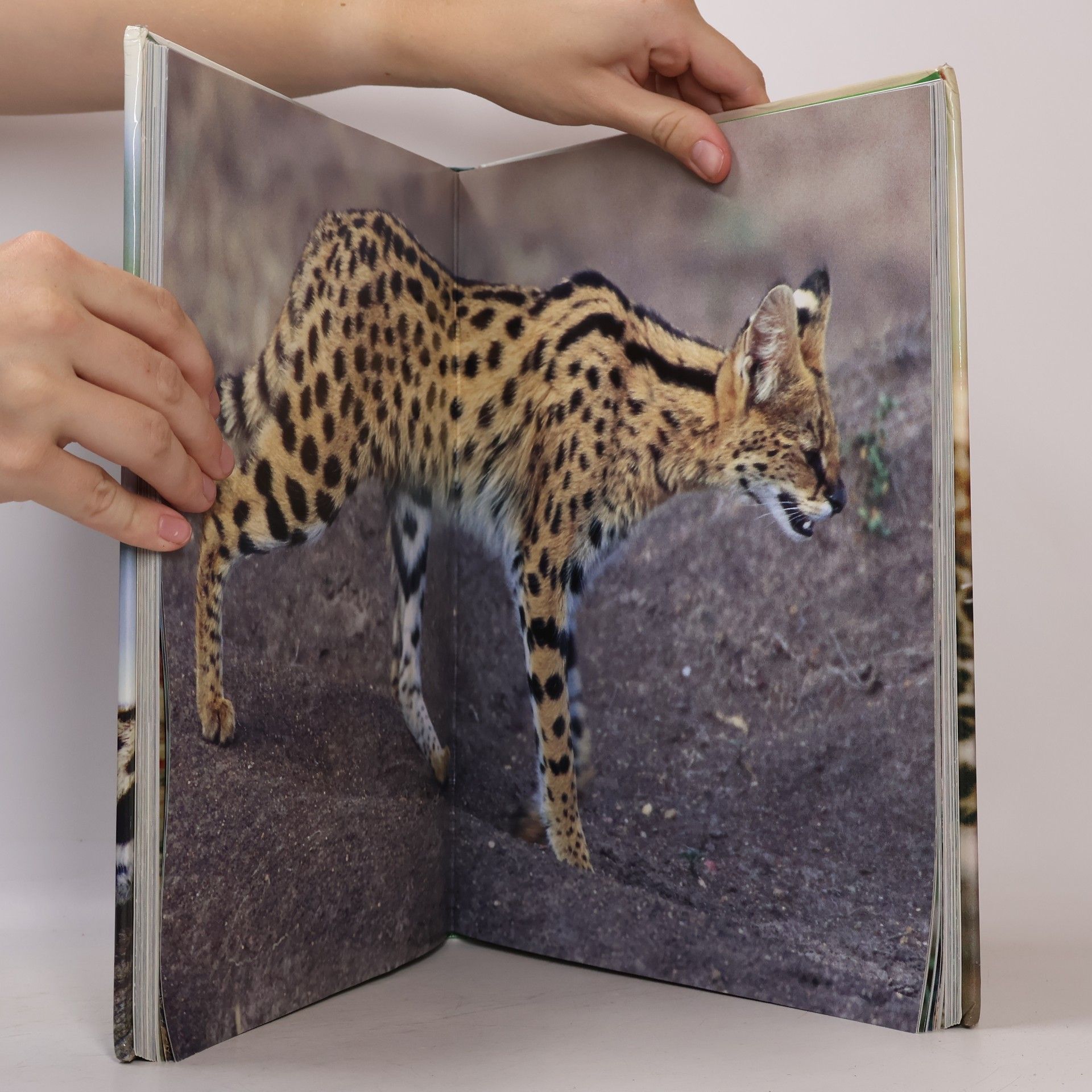 Mike Briggs Raubkatzen wild und faszinierend