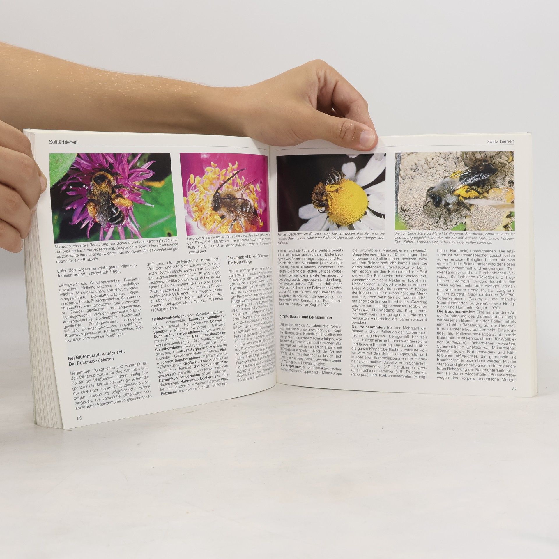 Helmut Hintermeier Bienen, Hummeln, Wespen im Garten und in der Landschaft