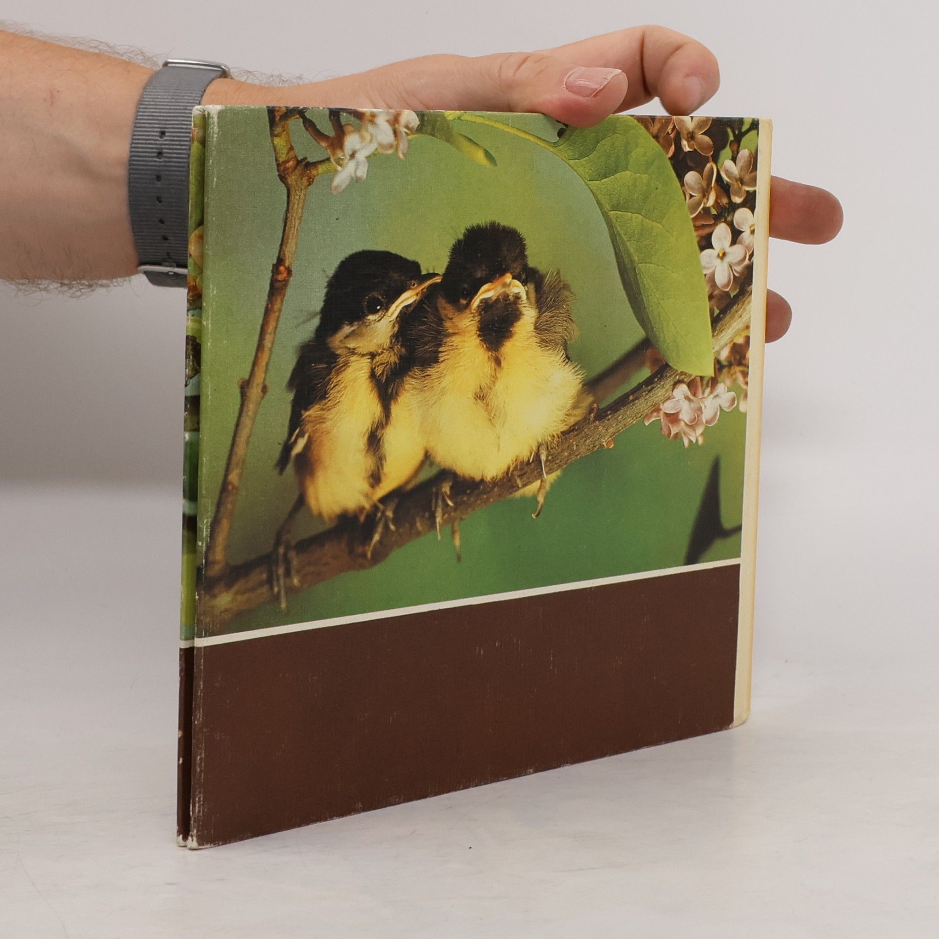 Autores varios Vögel in unserem Garten