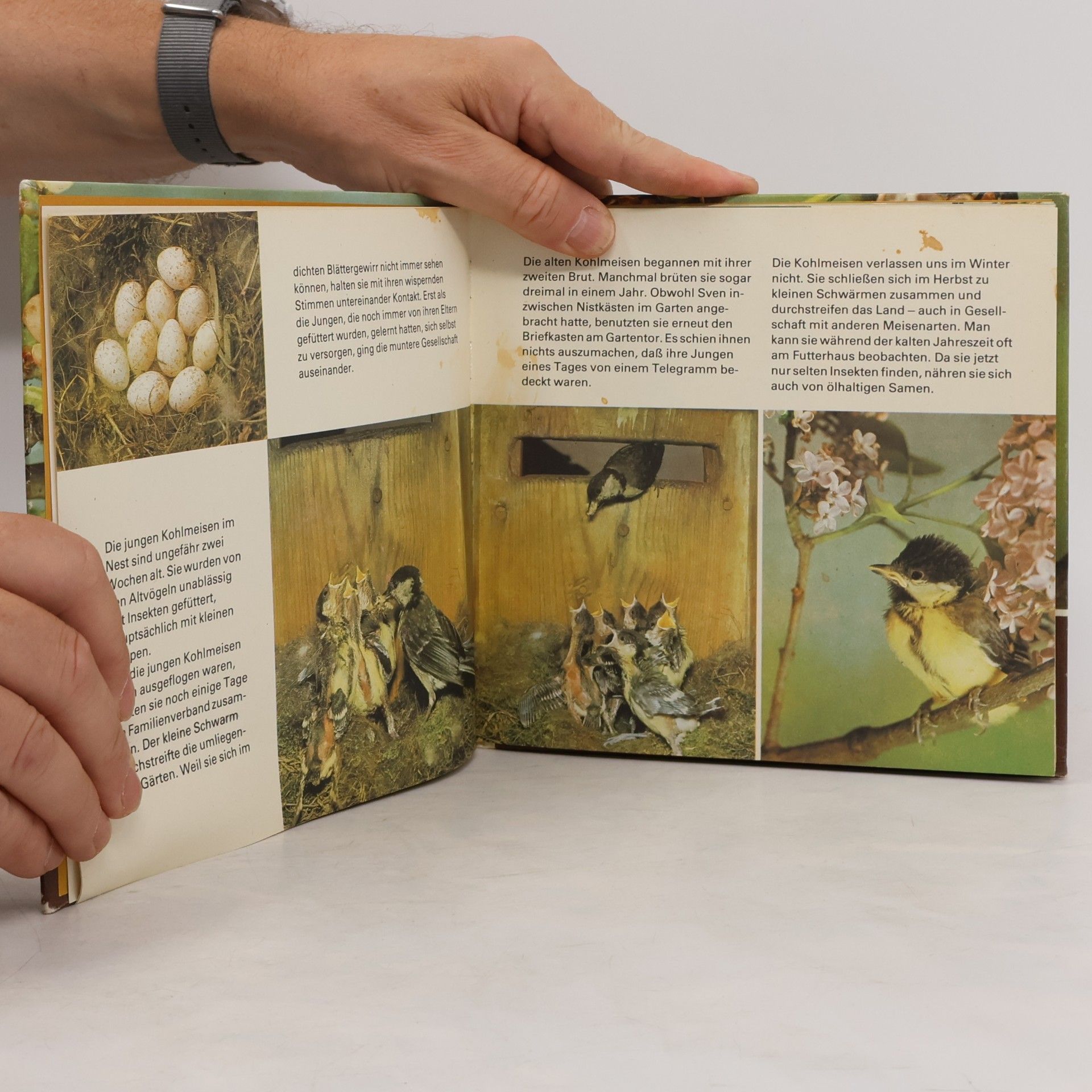 Autores varios Vögel in unserem Garten