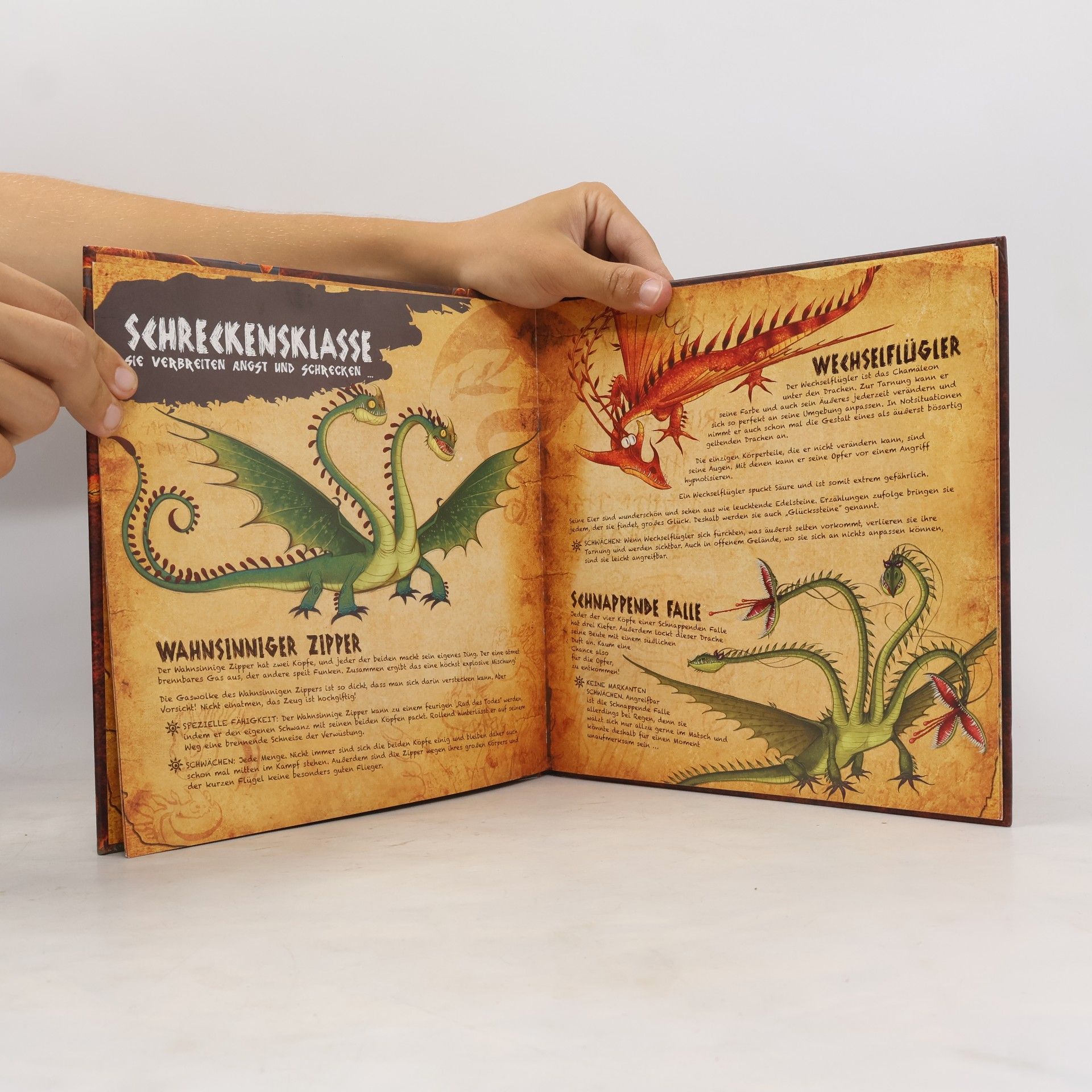 Maggie Testa Dragons - das Buch der Drachen