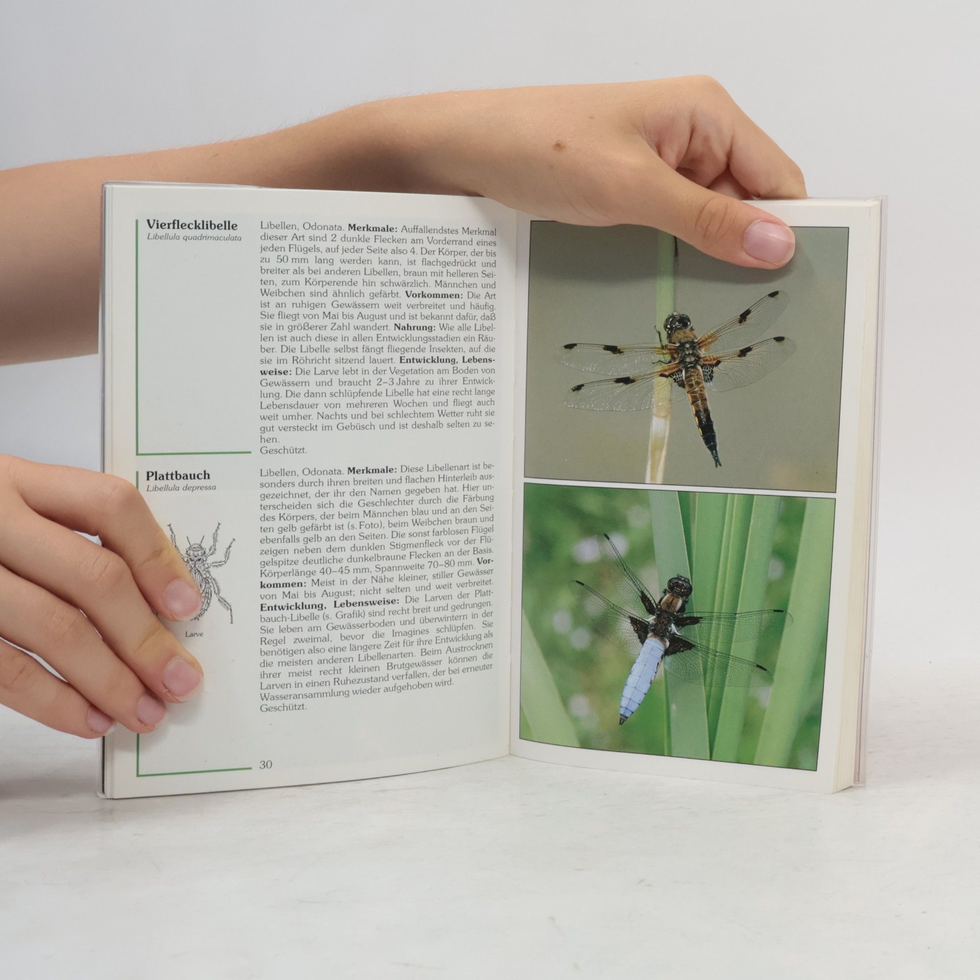 Wolfgang Dierl Insekten