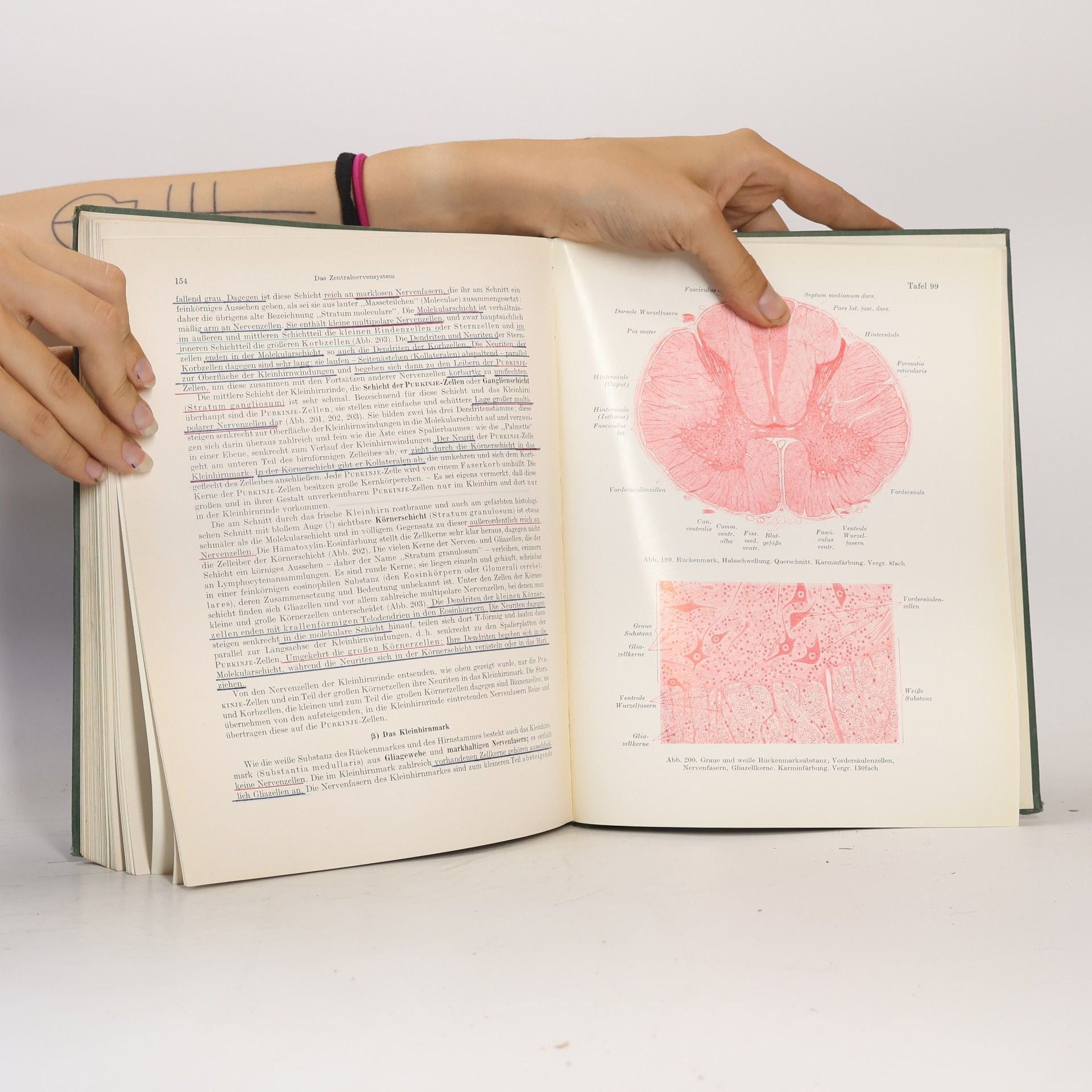 Josef Wallraff Leitfaden der Histologie des Menschen